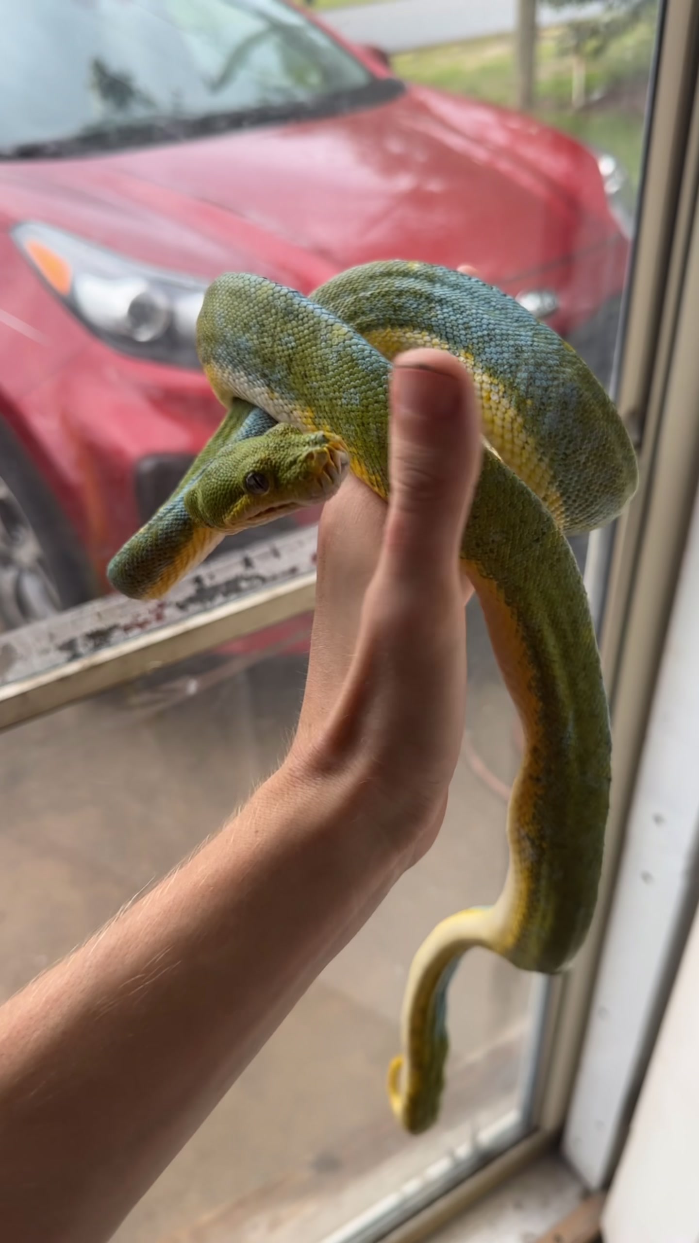 @A&L Reptiles