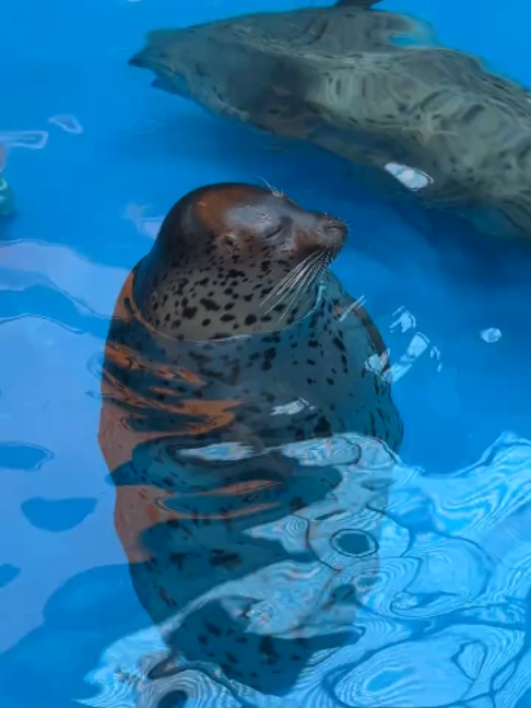 @Seal
