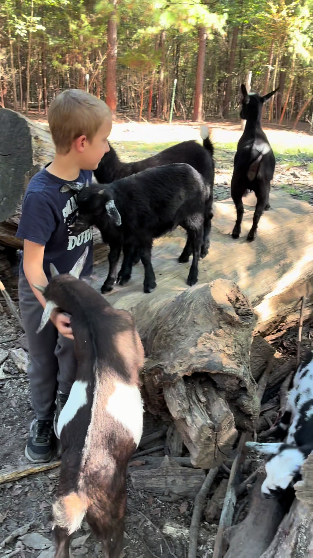 @Gray Acres Homestead
