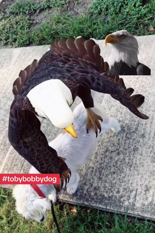 @Tobybobbydog