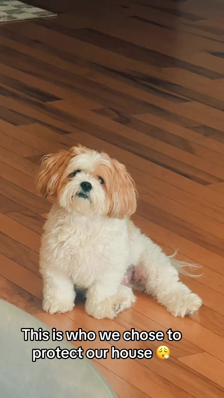 @Bear & Pearl 🐶 🐕&zwj;🦺