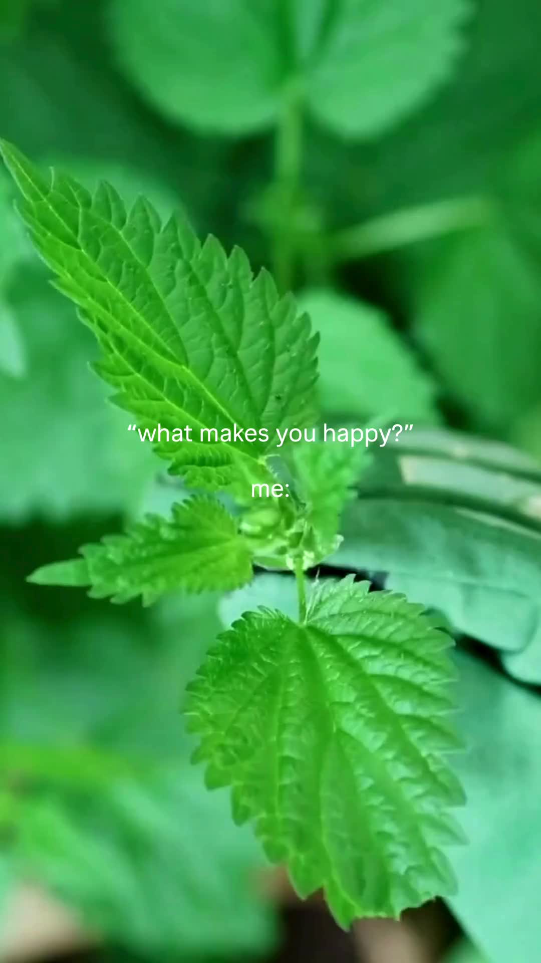 @Herbalist since 1988