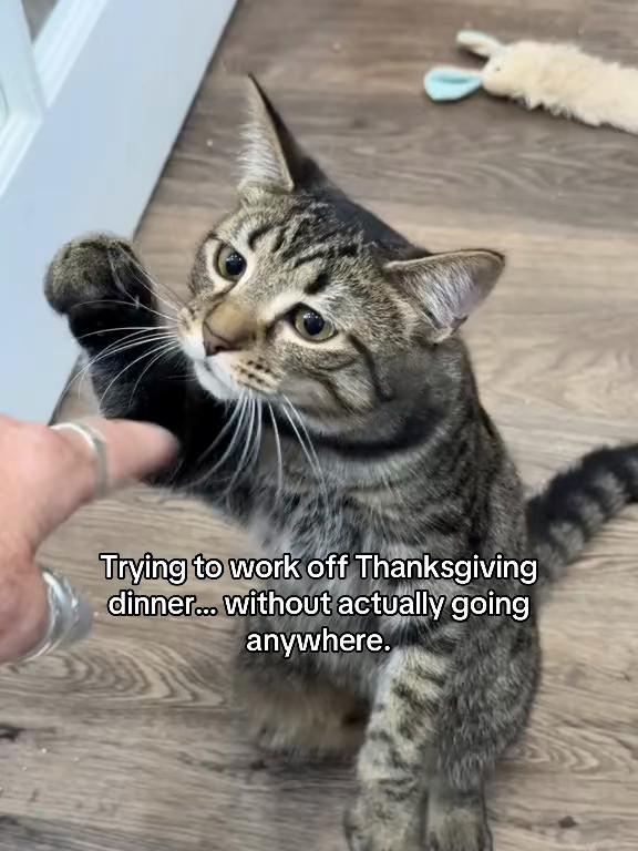 @North Toronto Cat Rescue