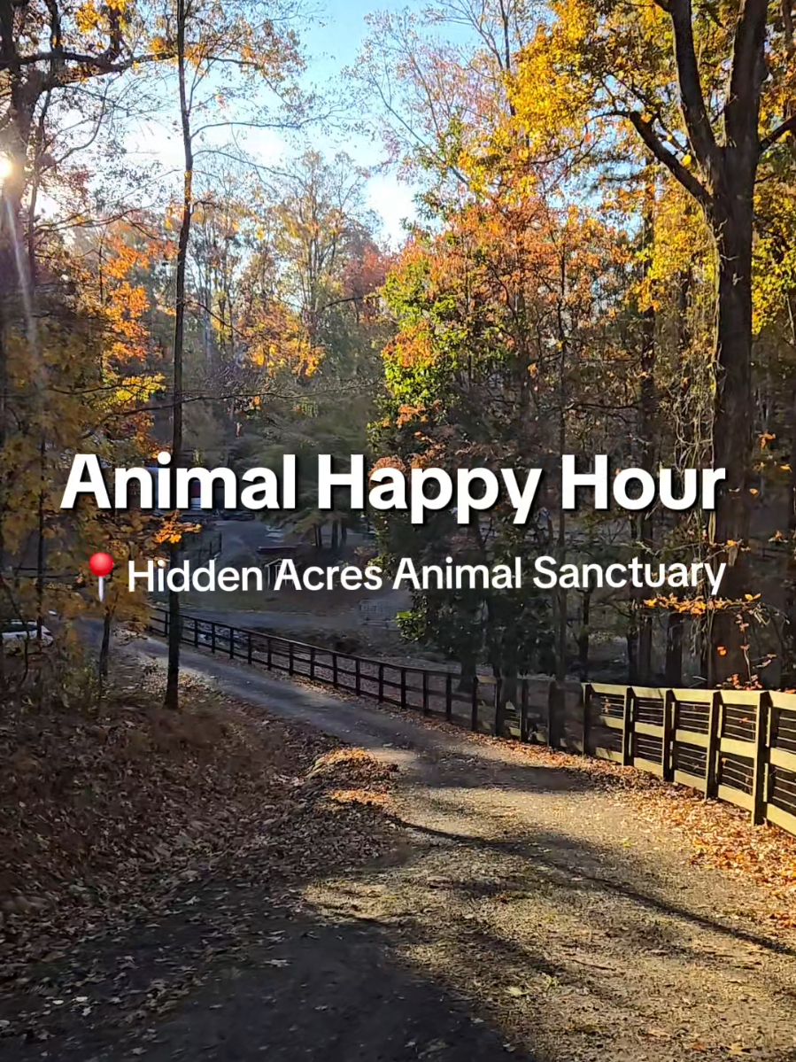 @Hidden Acres Animal Sanctuary