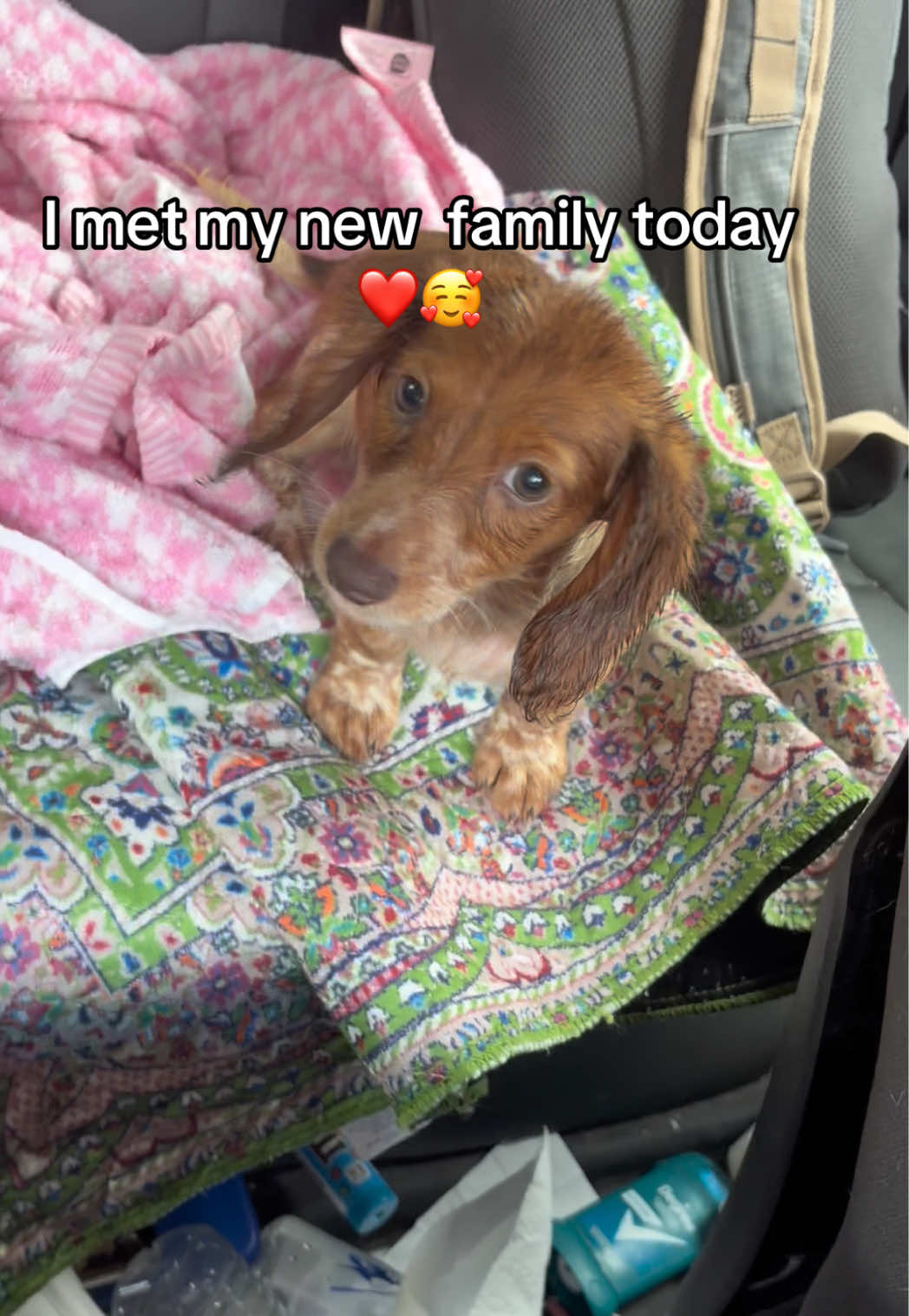 @MyDitzyDoxiesOfFlorida
