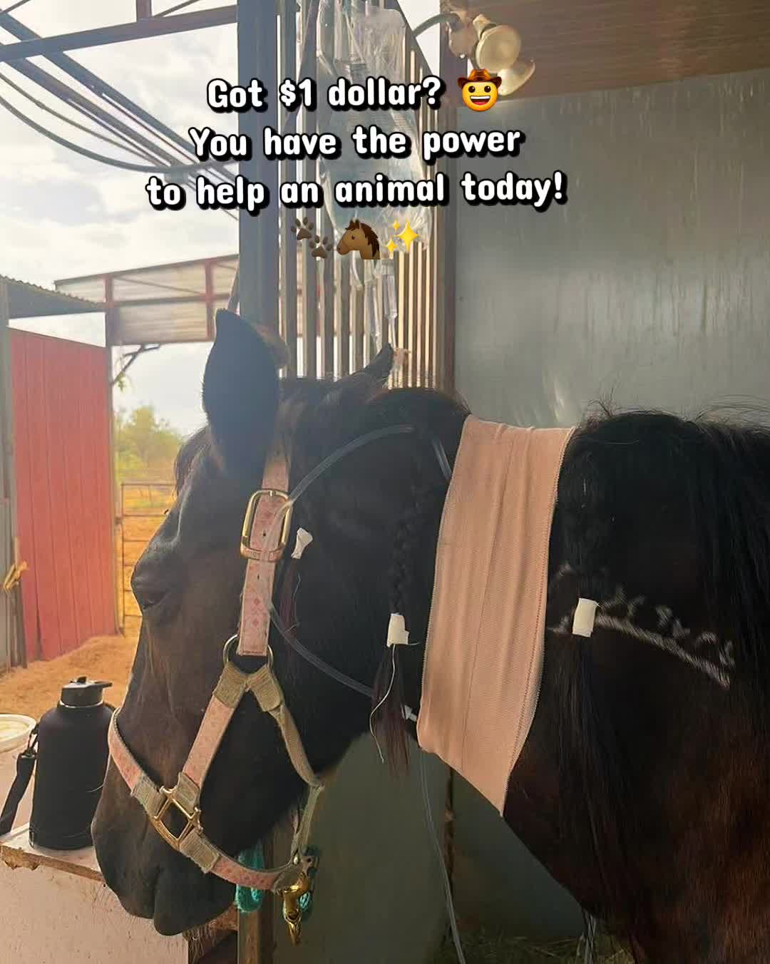 @Mgck
