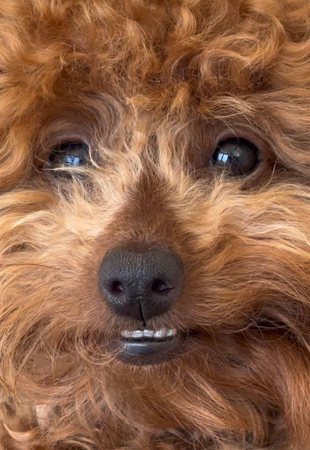 @peppermytoypoodle