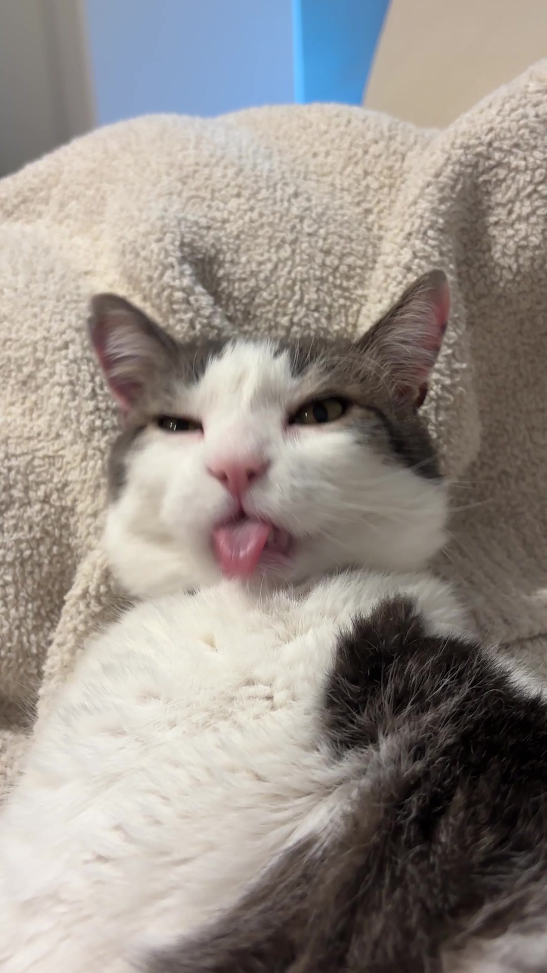 @Mimi Wawa Meow