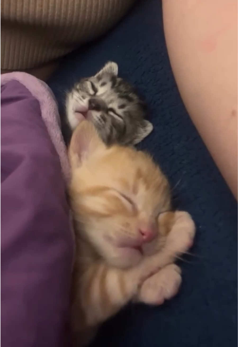 @kloutkittens