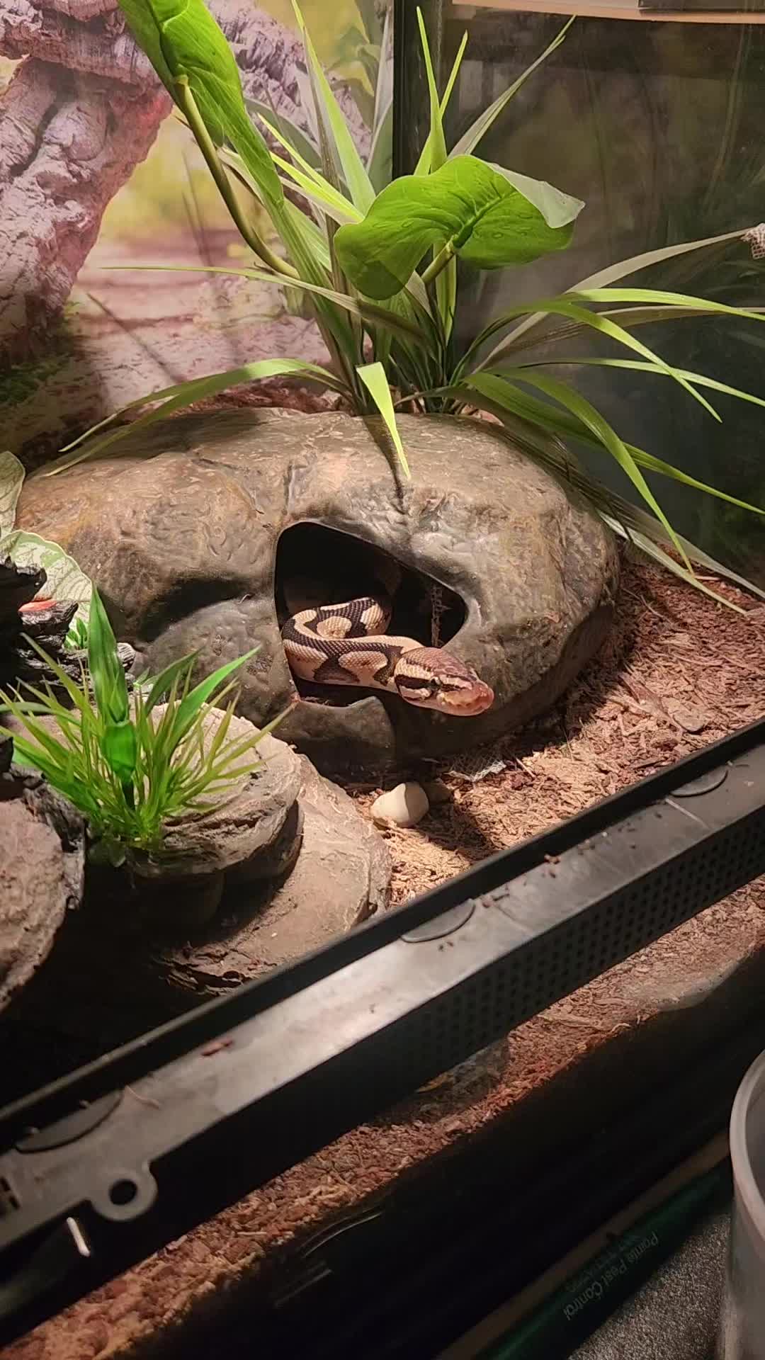 @Ballard’s Reptiles