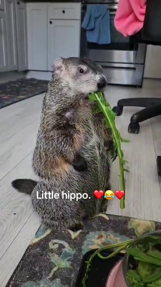 @Wilbur the Woodchuck