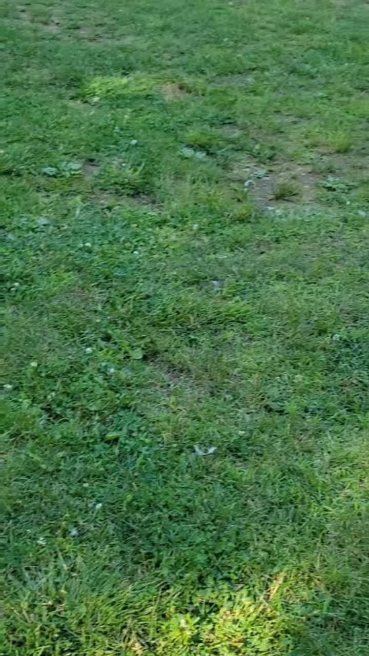 @Cluck and Waddle Farm Rescue