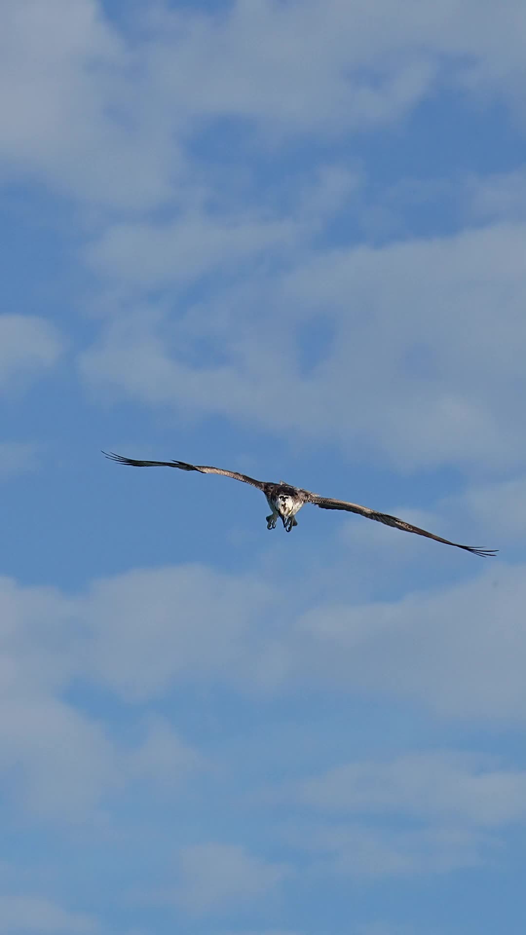 @🦅𝒵𝒜𝒦𝒪🦅