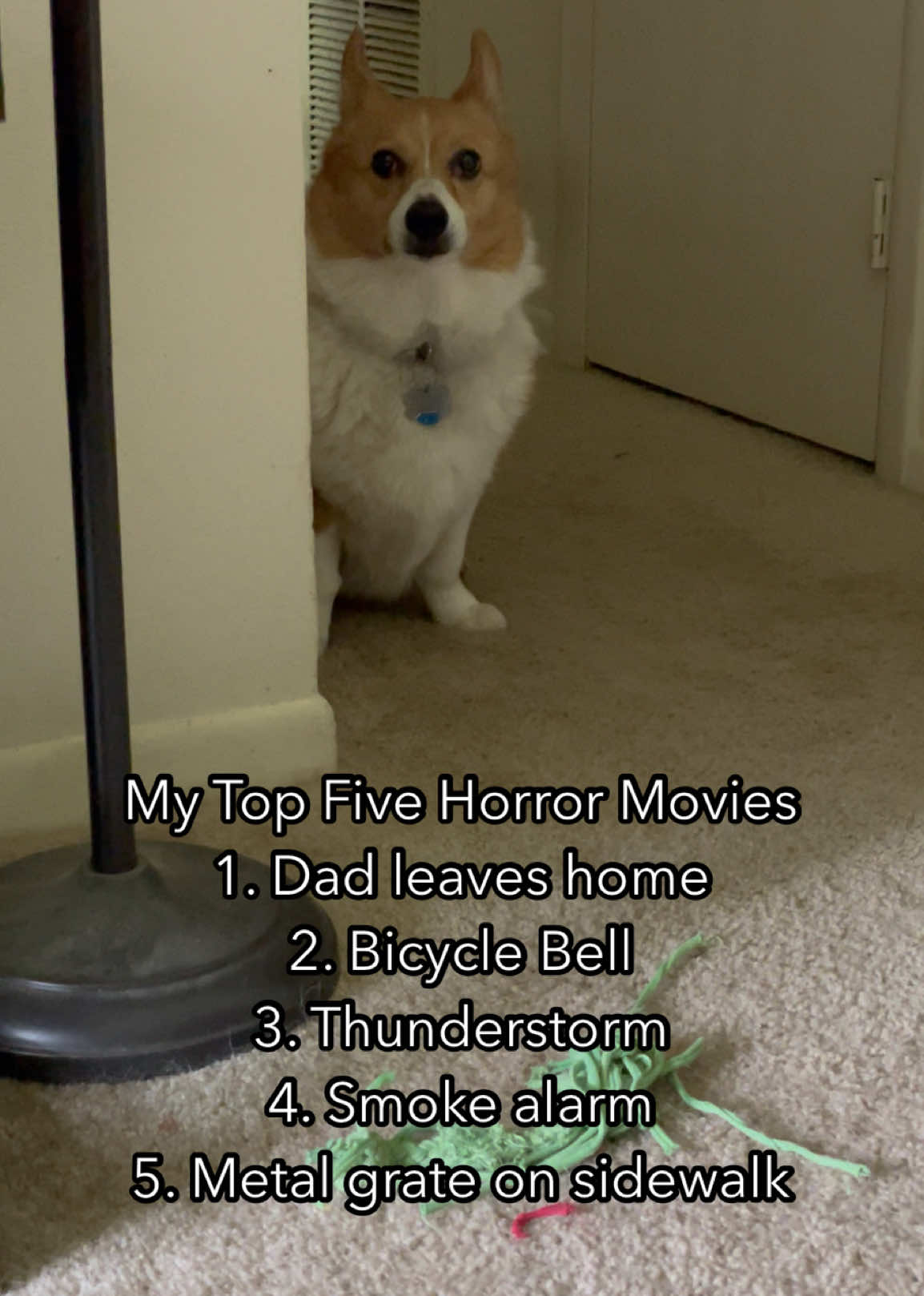 @Charlie the Corgi