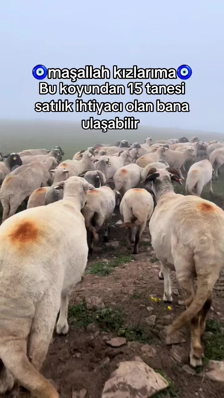@karagozkoyunculuk2852