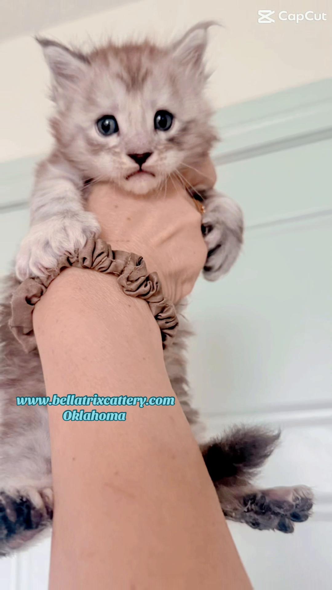 @Bellatrix Maine Coon Cattery