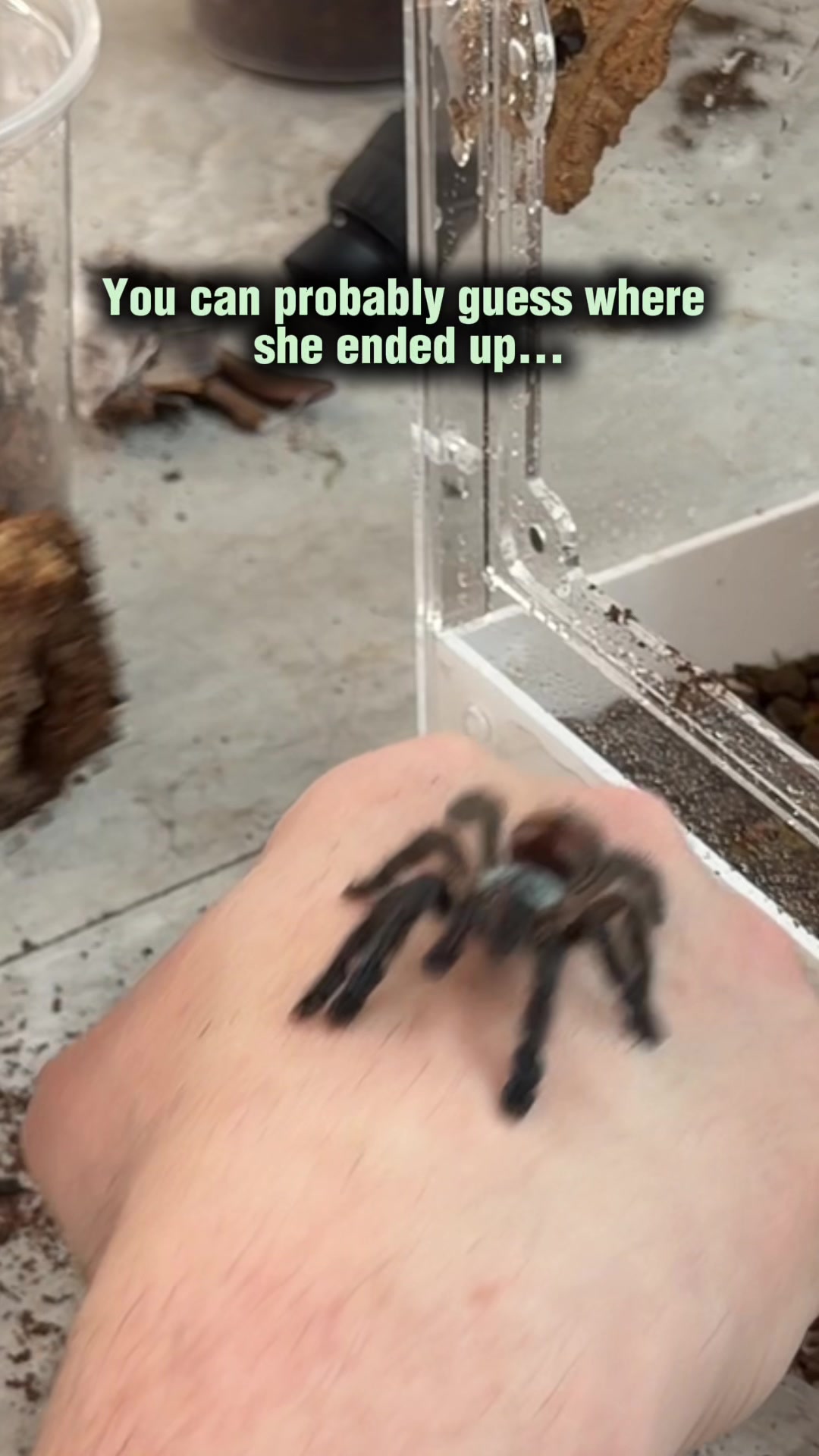 @Spider Conservatory