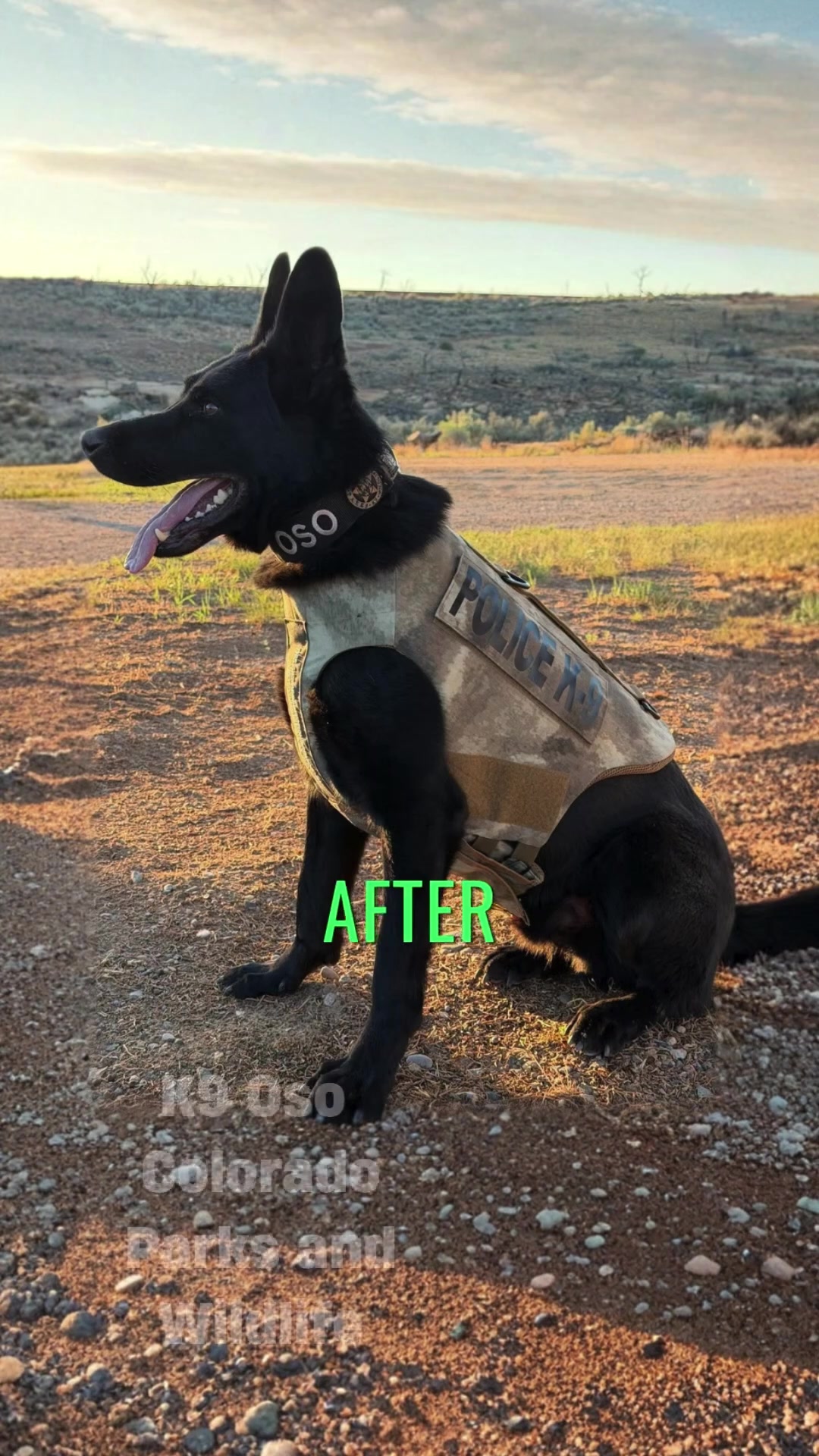 @Vested Interest in K9s, Inc.