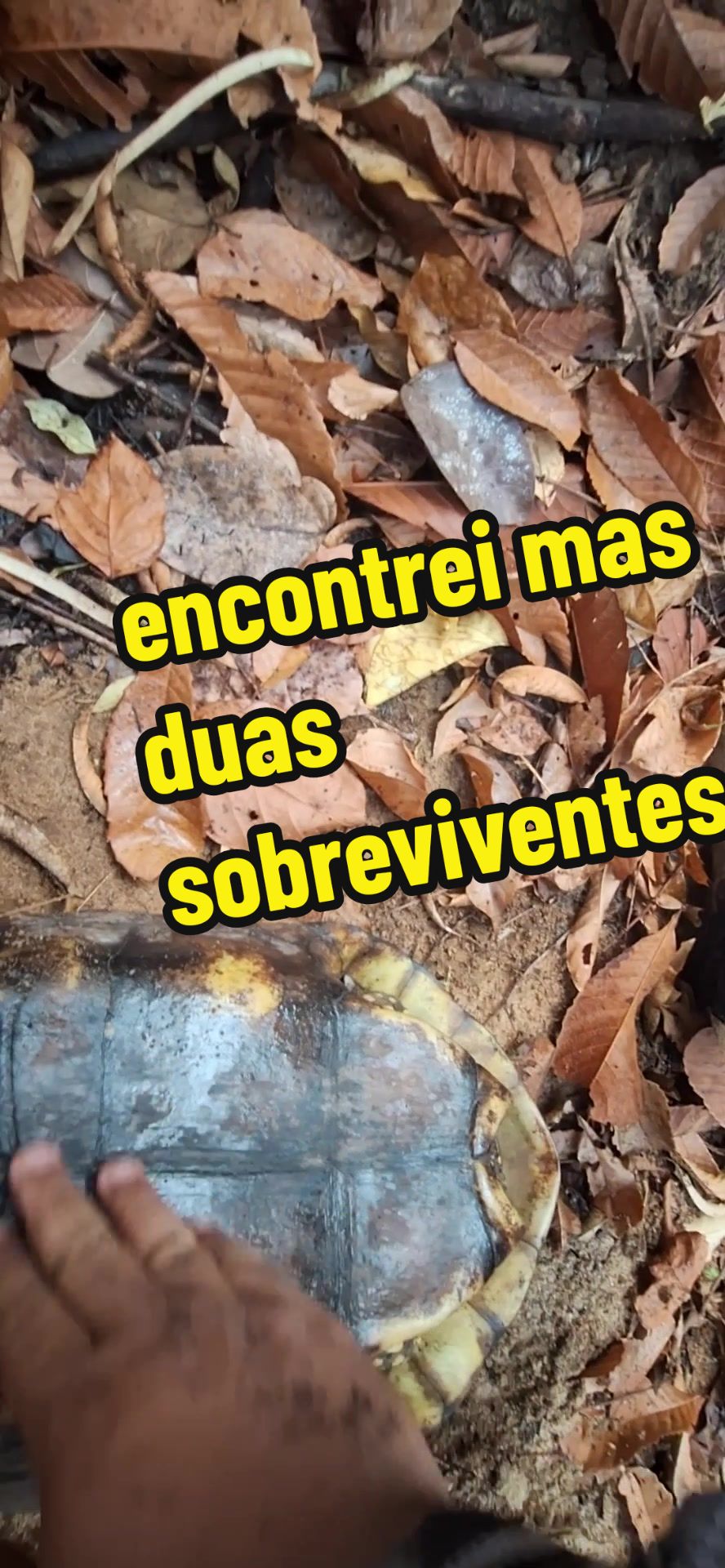 @Fabinho de Lima