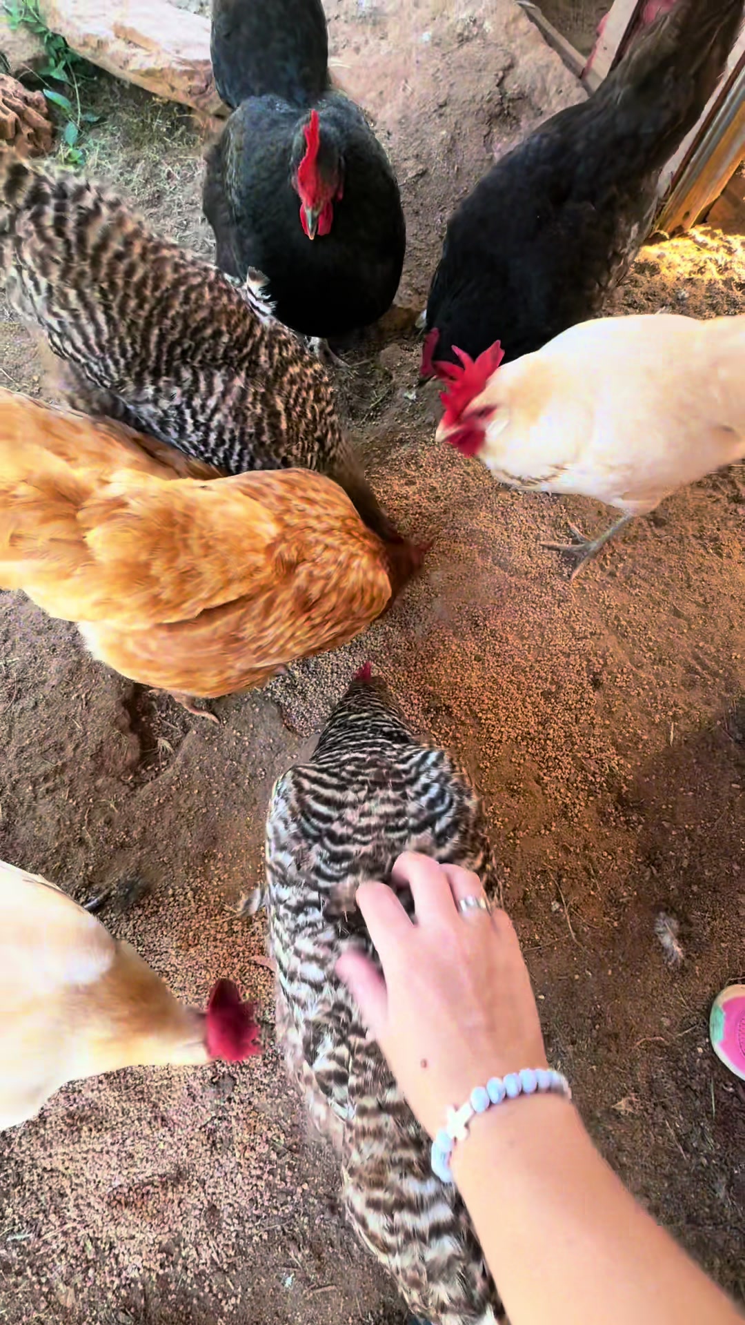 @Momma Tay🐐🐓👩🏼&zwj;🌾💕