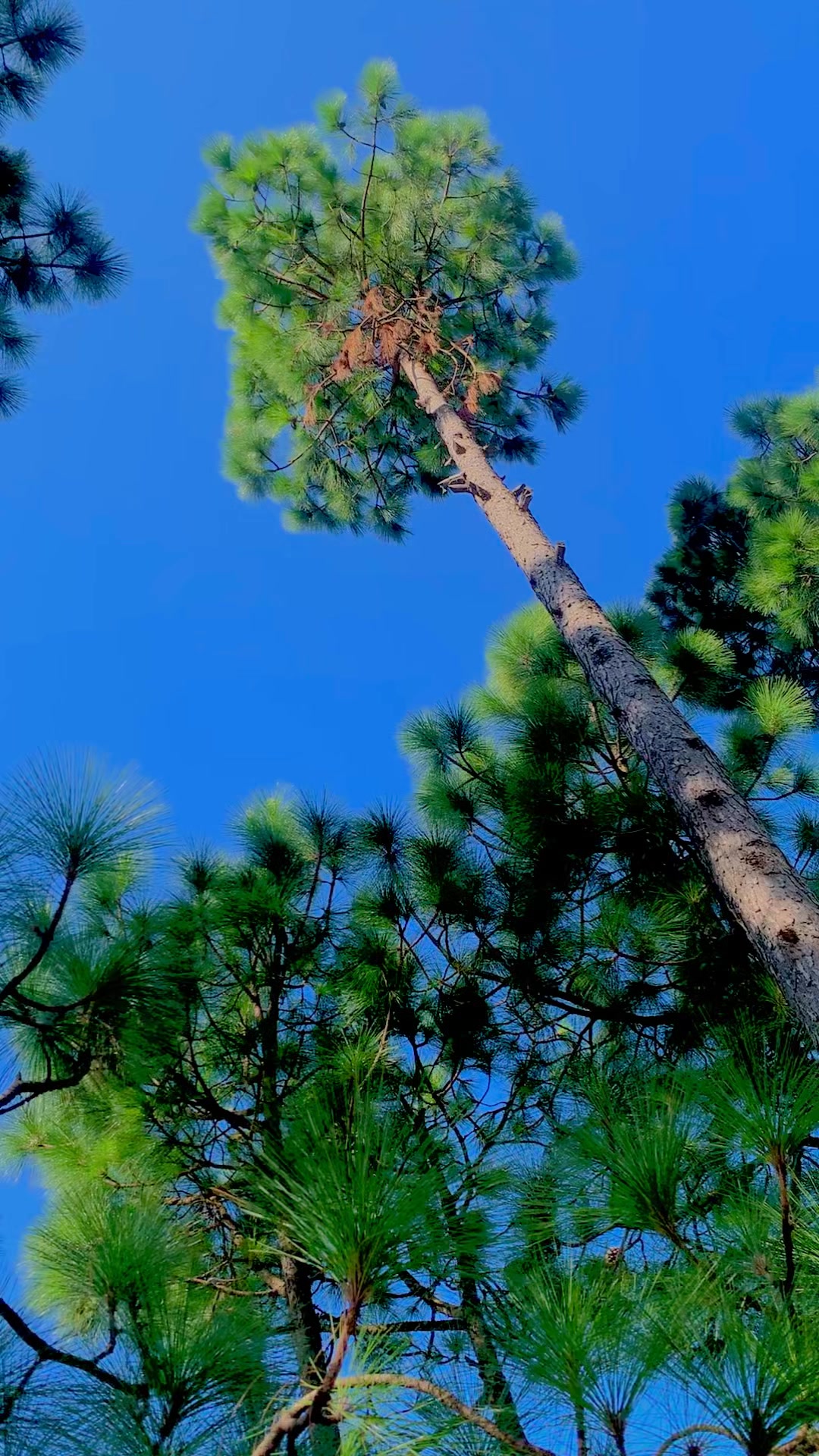 @🌹راجہ تنویر کھٹیوال 🌹