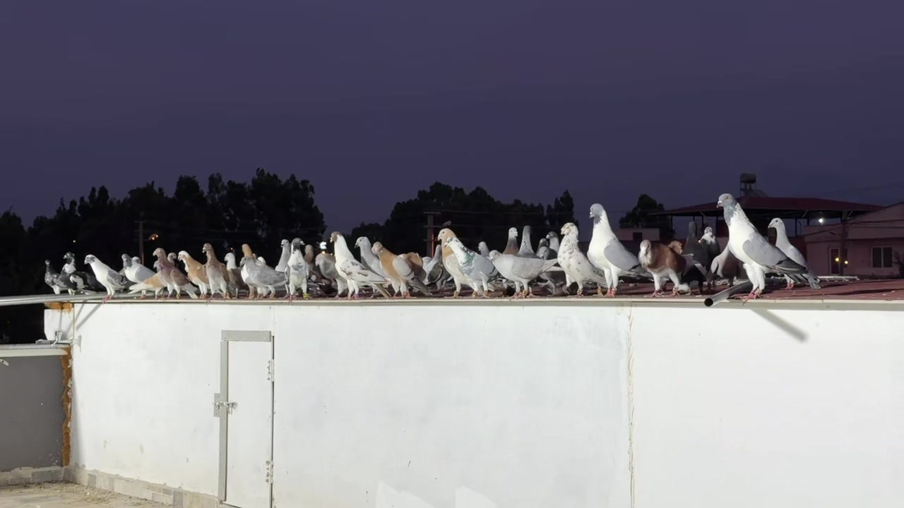 @Mustafa Korkutan