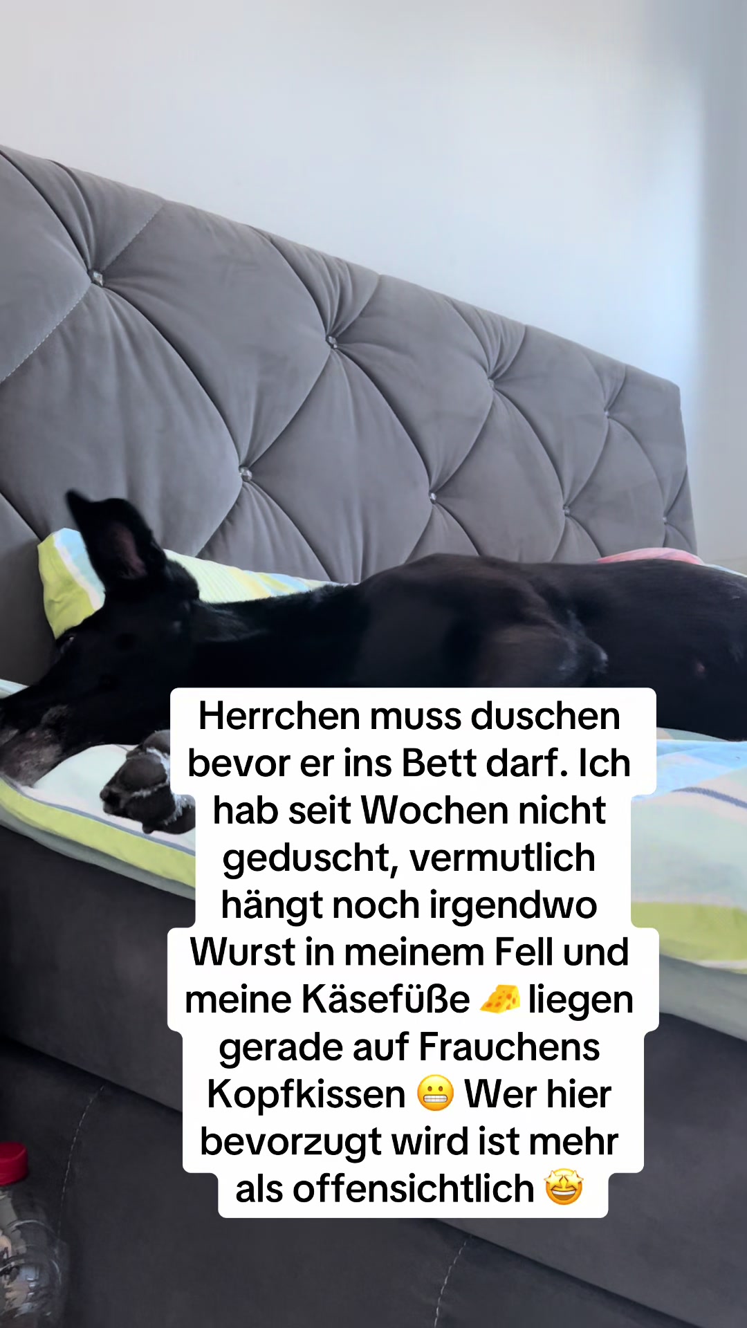 @BLACKY 🐶🐾