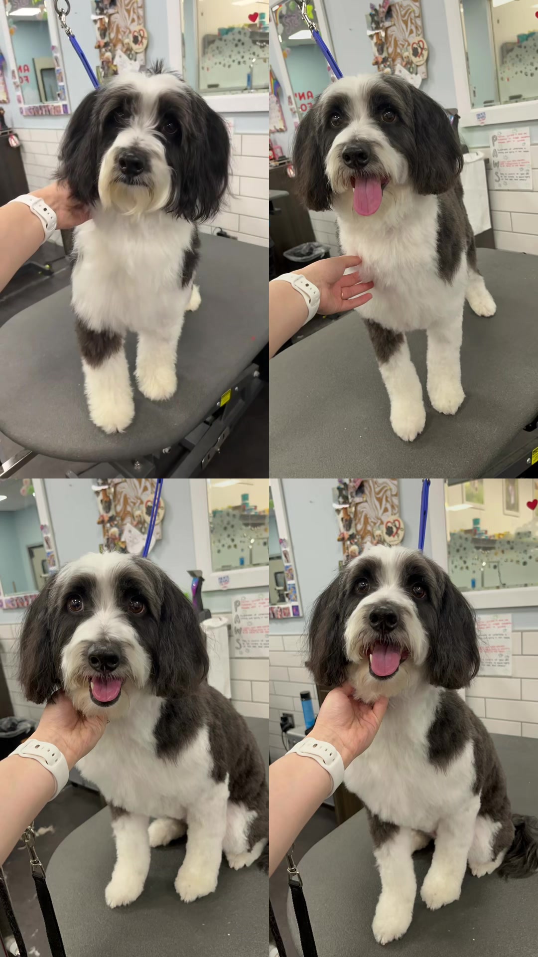@desilynns_dogs