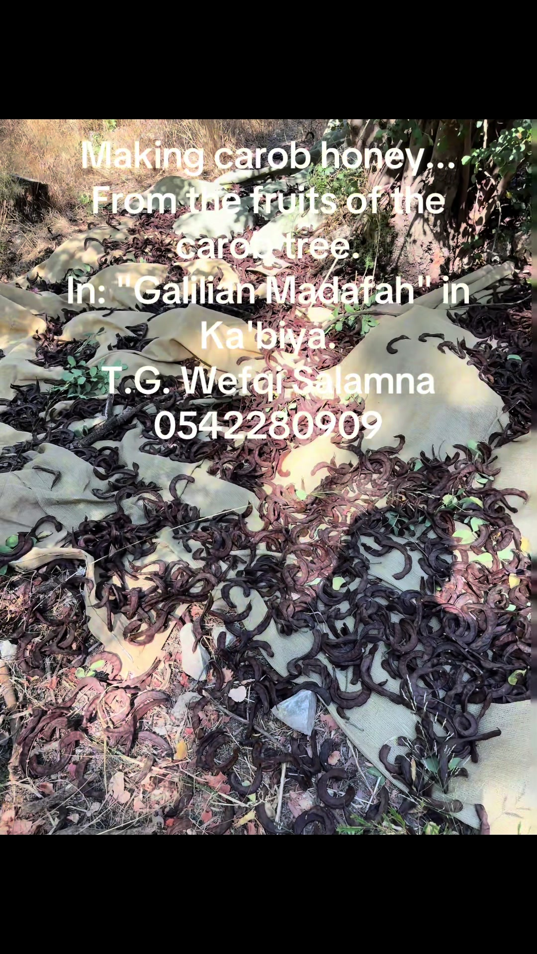 @wefqisalamna