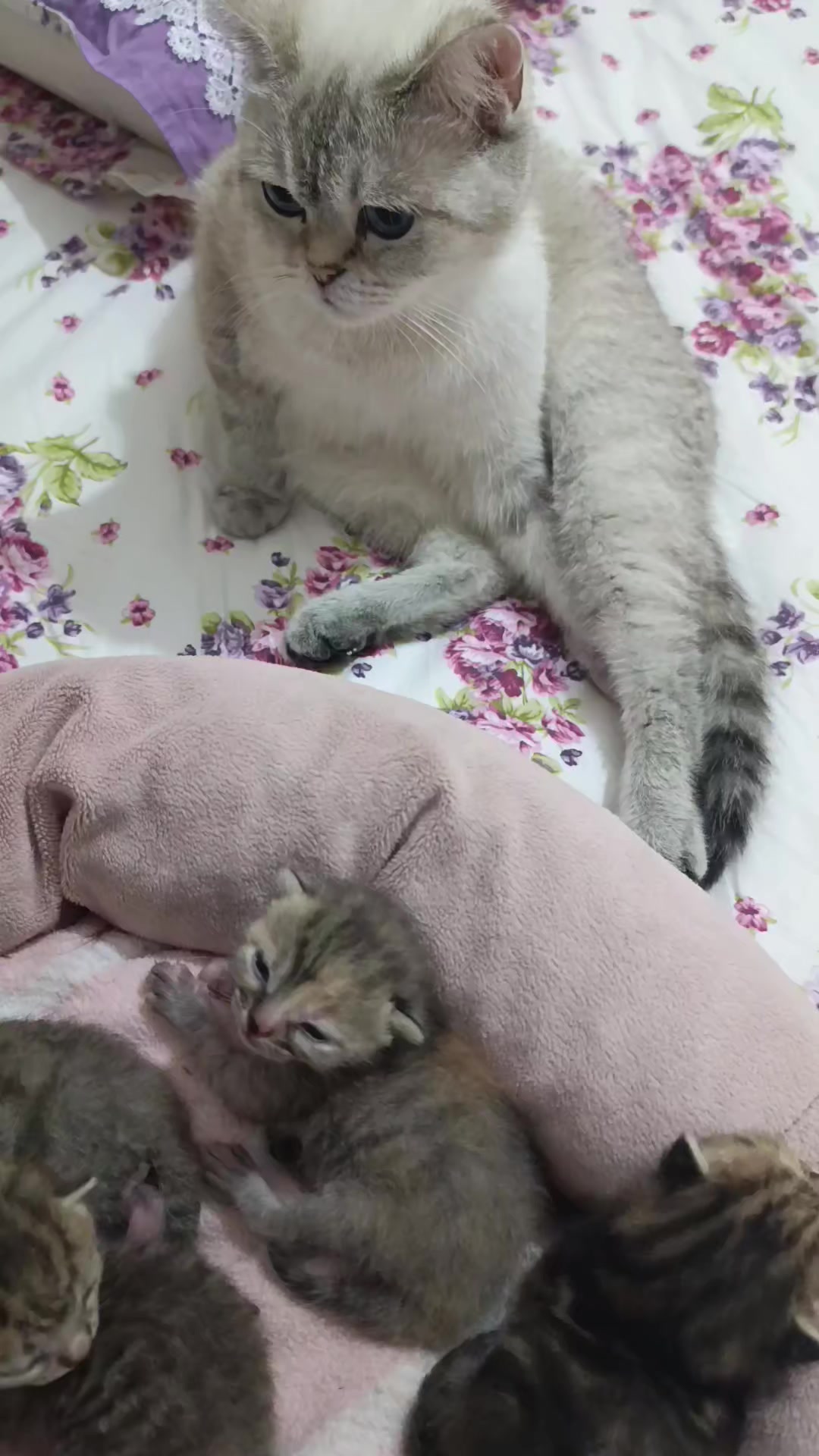 @deryasarı5541