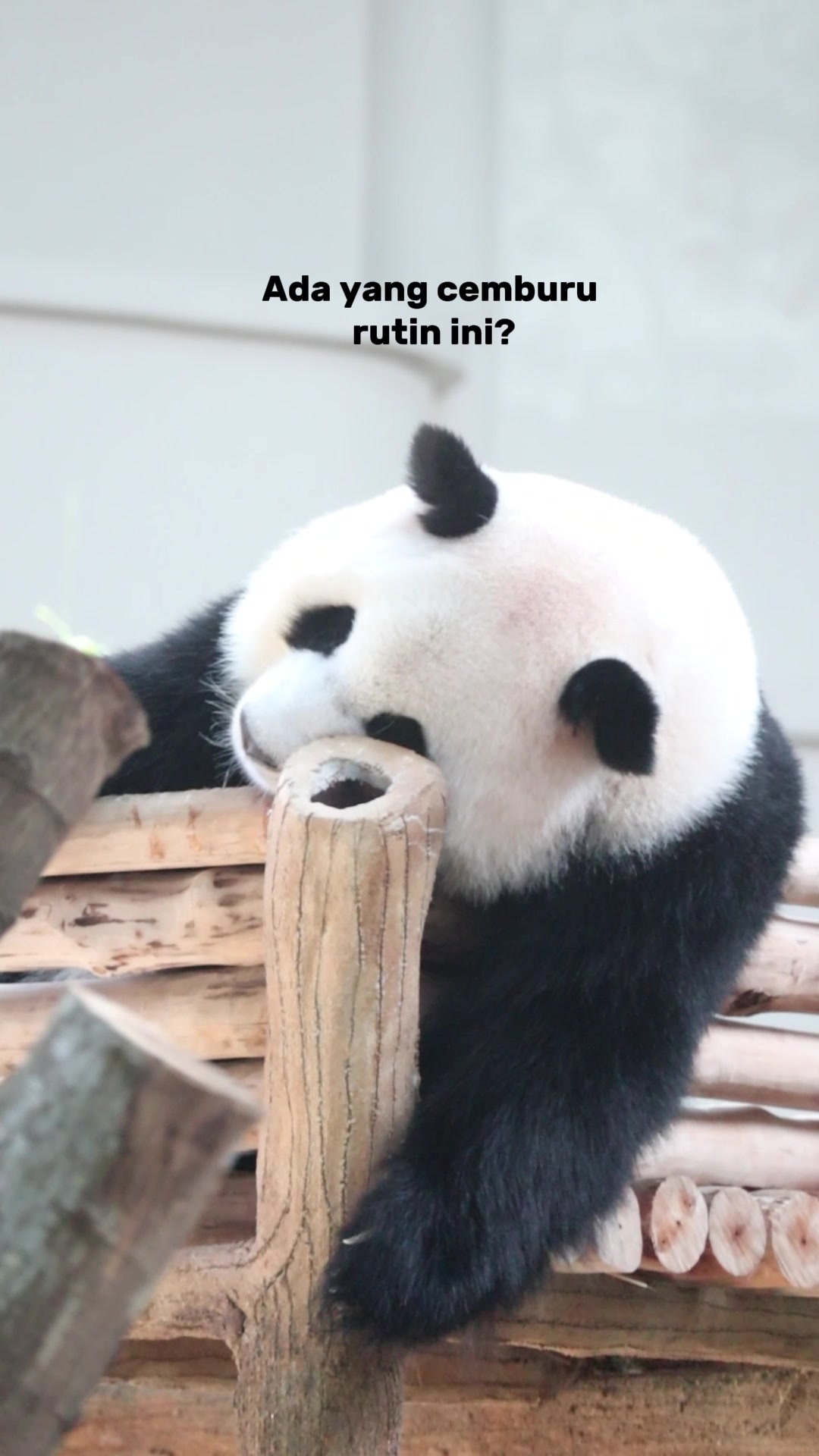 @Datuk Rosly Lana