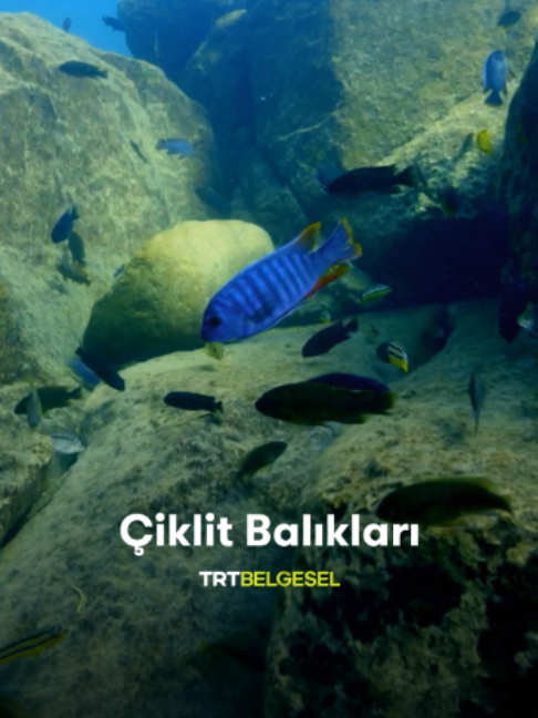 @TRT Belgesel