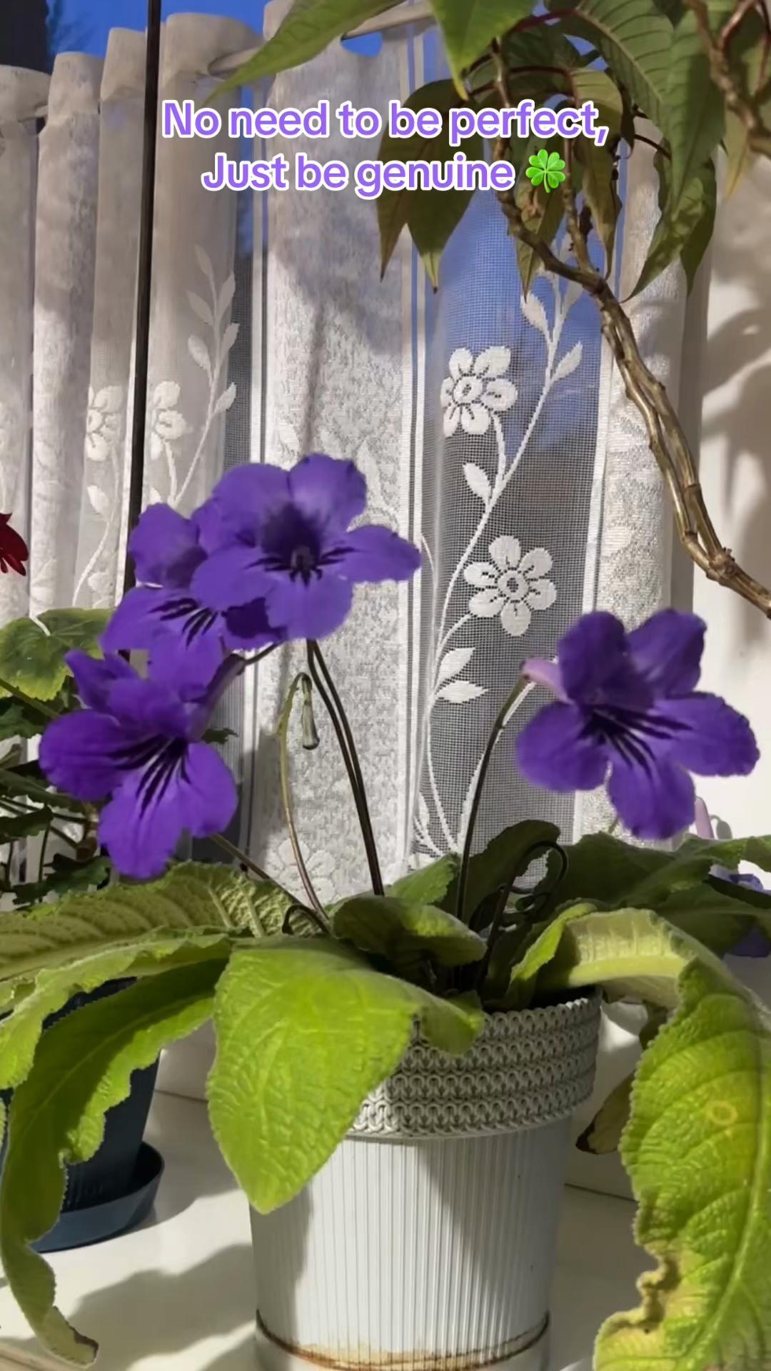 @माया🦋