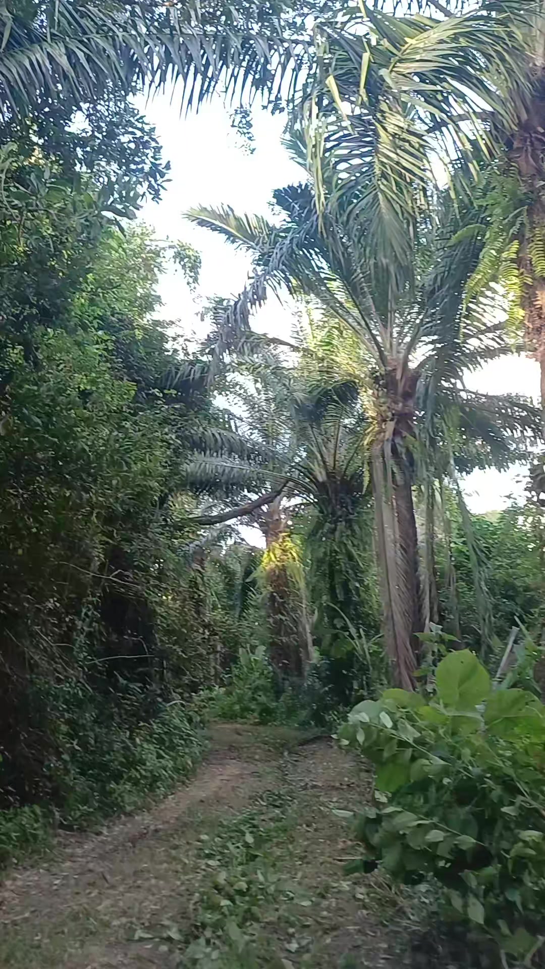 @🌳 BongAoy 🌳