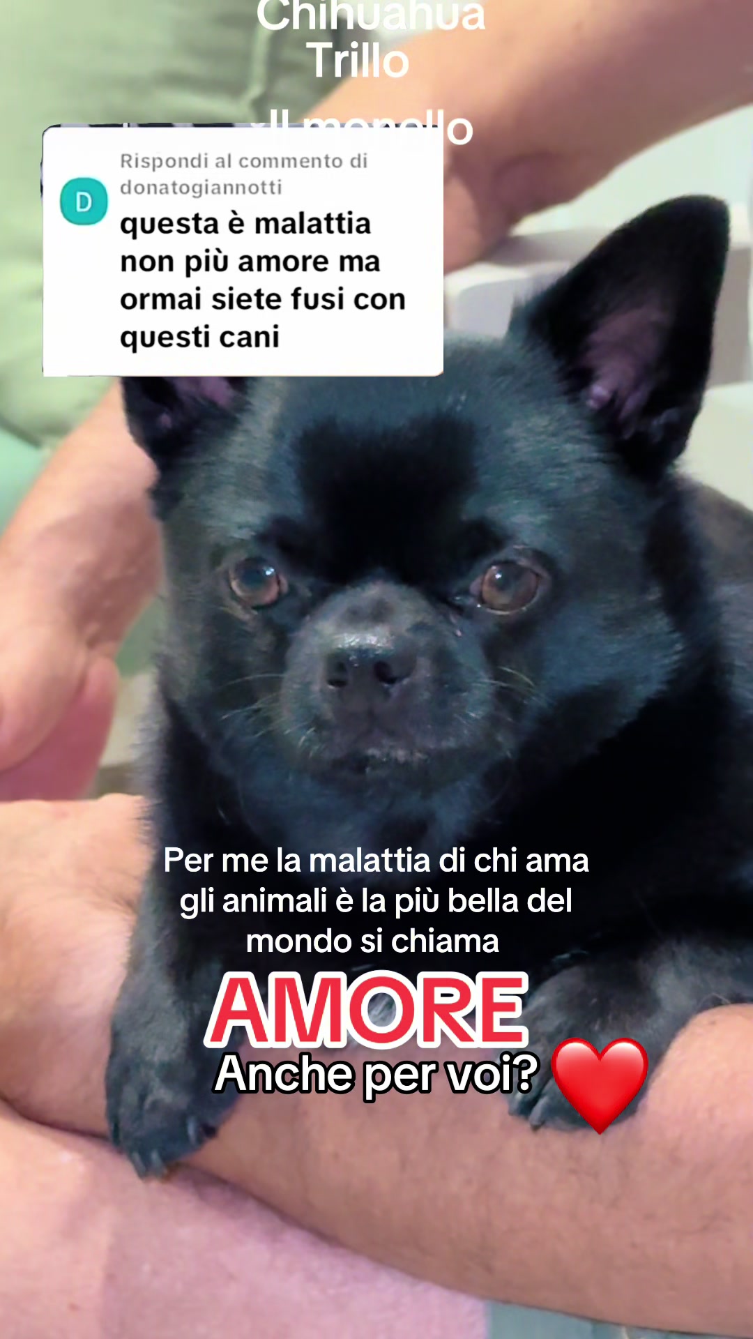 @annacuorvo877