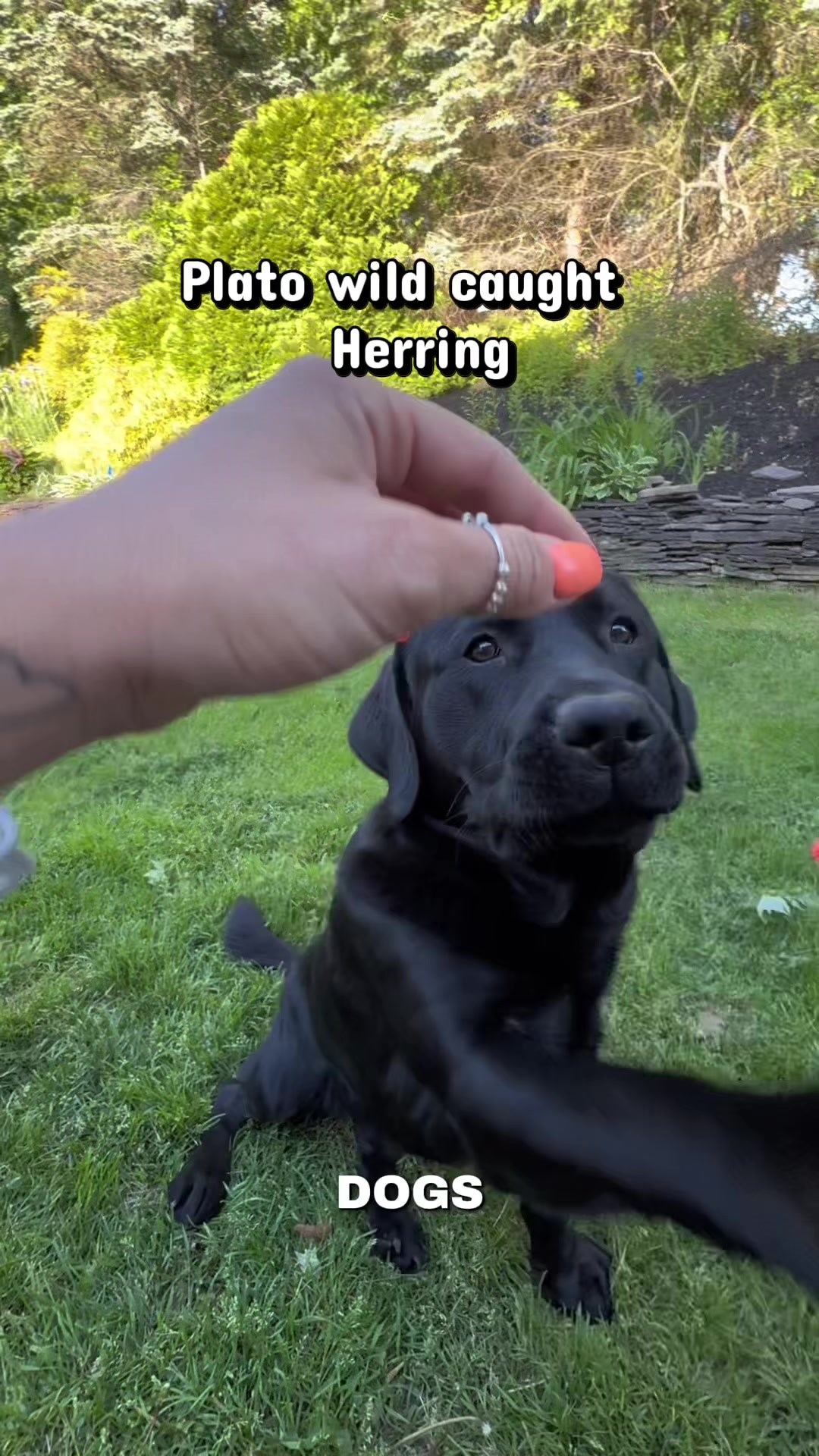 @DennisTheBlackLab