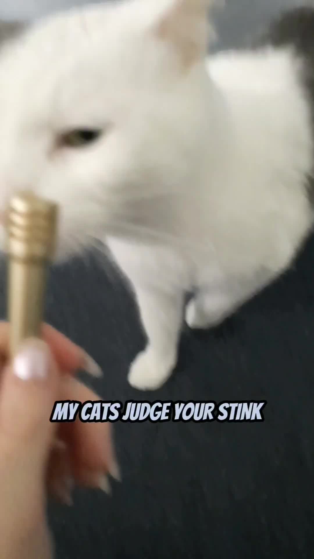 @Floda ASMR
