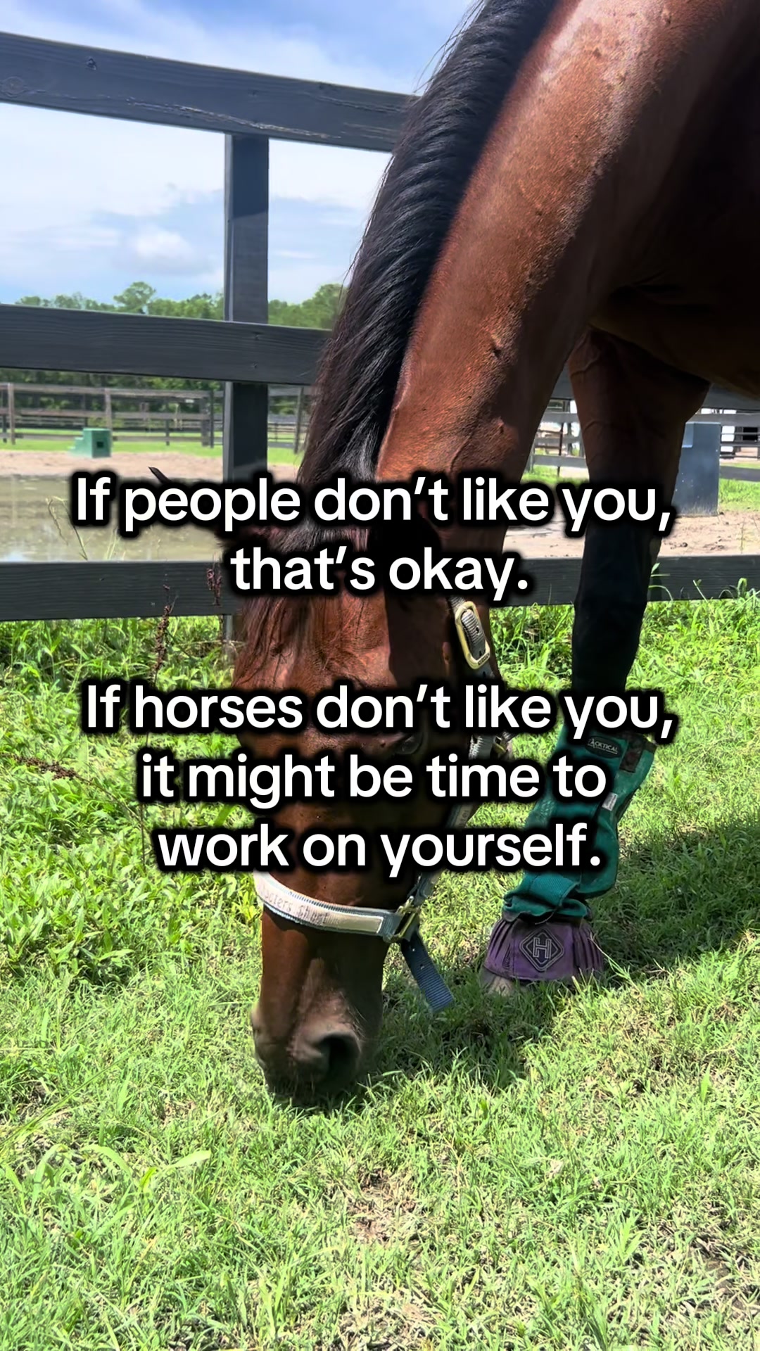 @Lacy & Shooter the OTTB