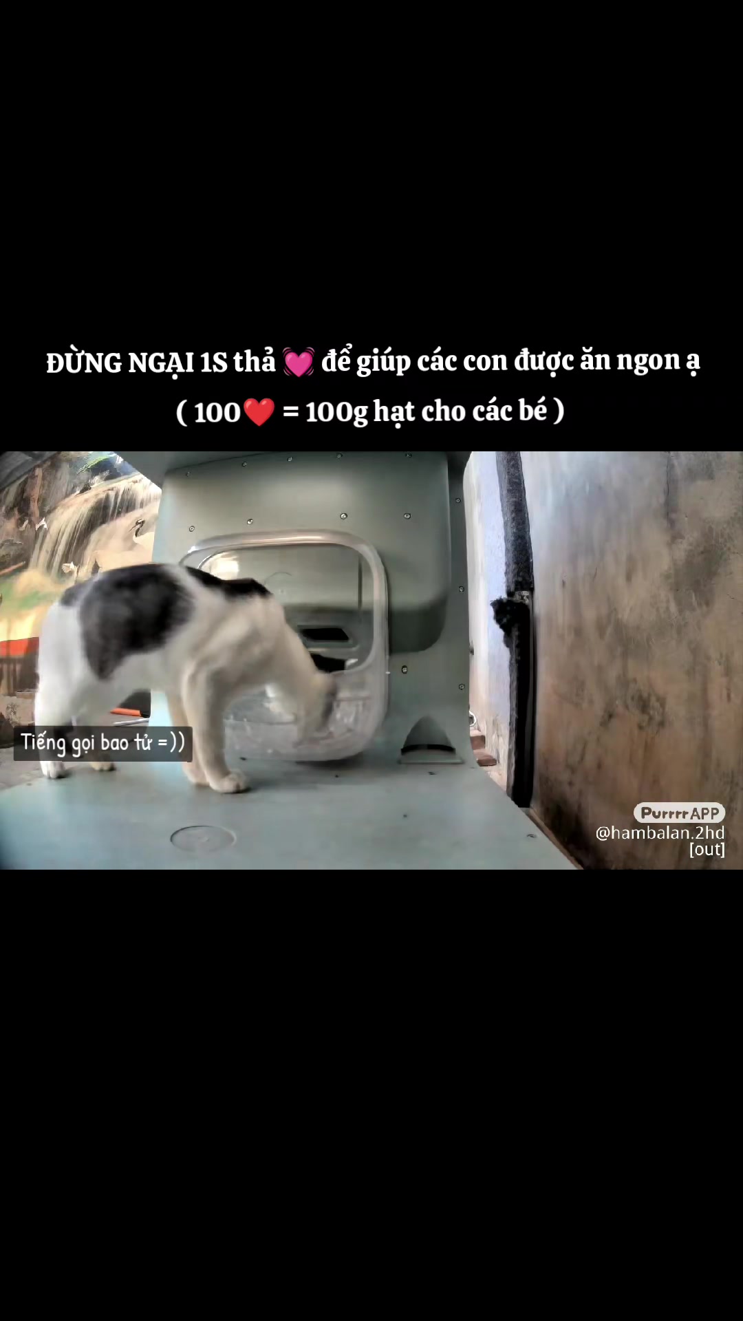@Meo Ăn Ngoan
