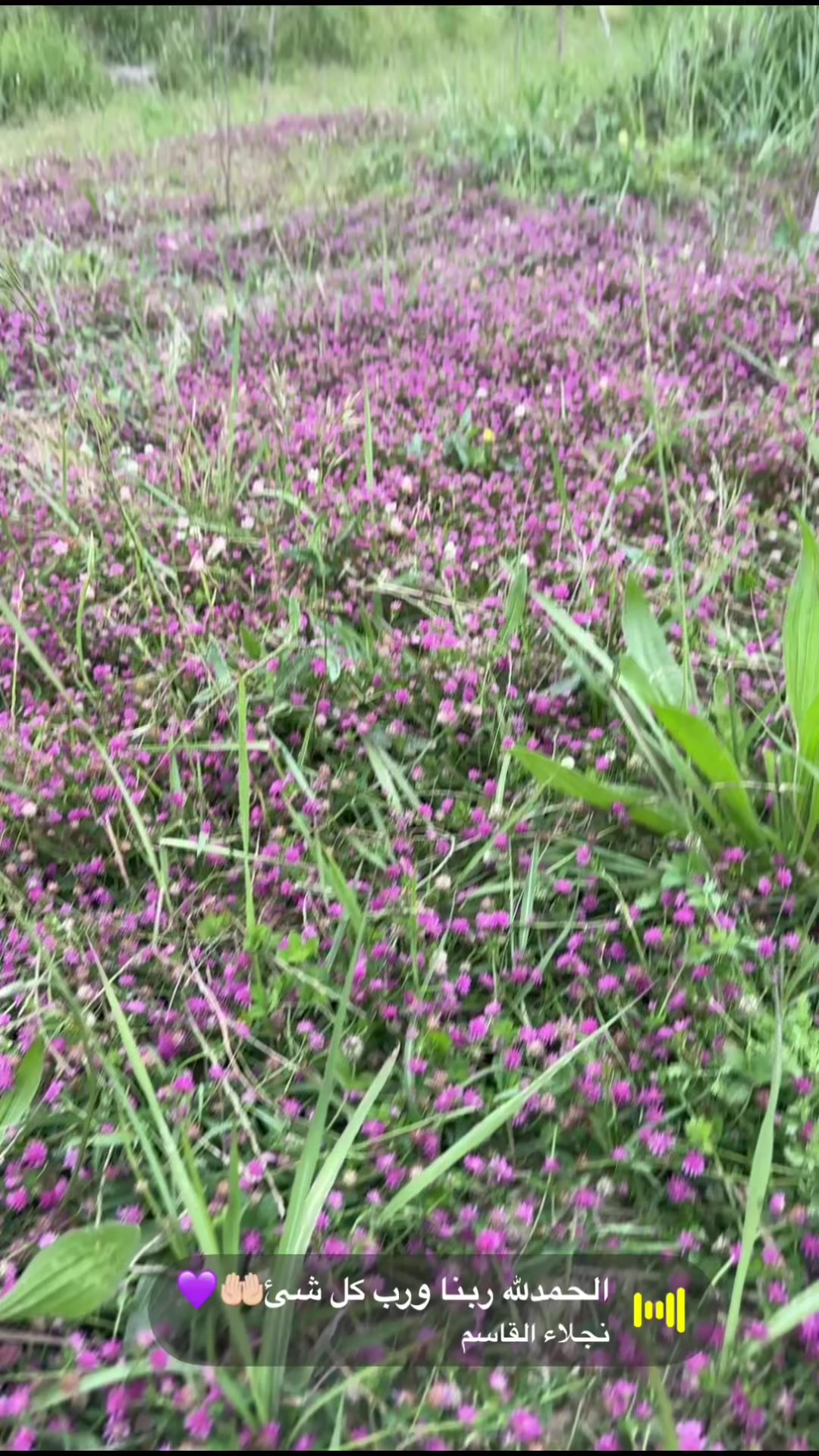 @ظبية المصري