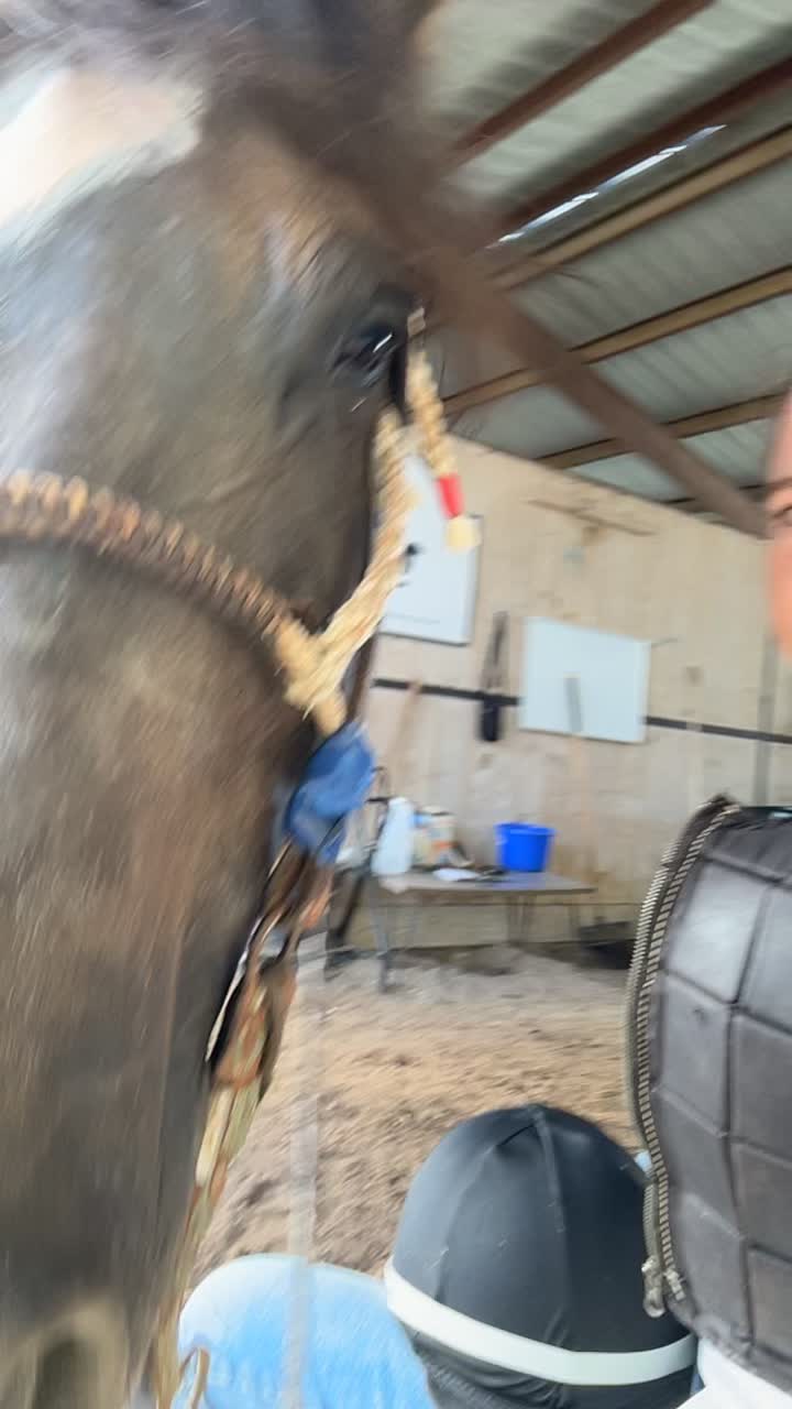 @JM Performance Horses