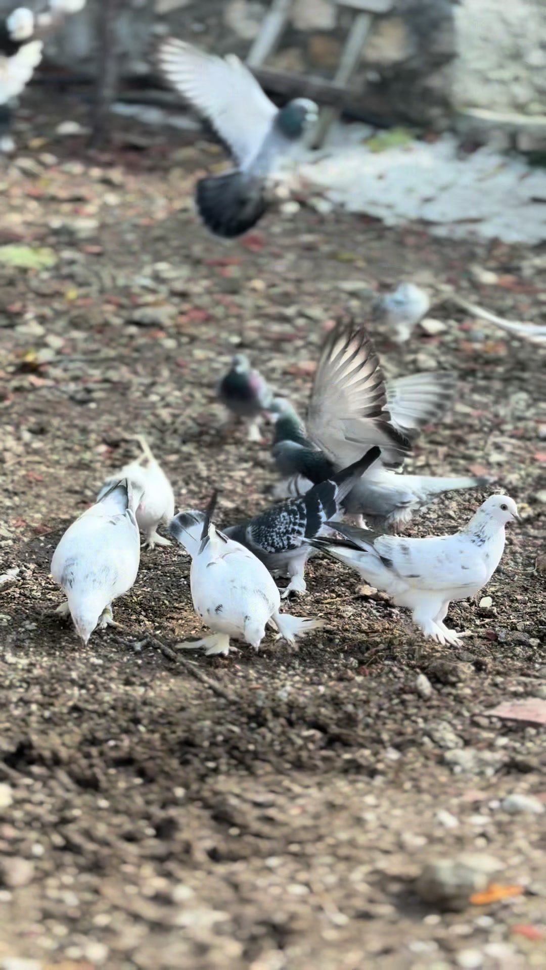 @Samet Taşkın