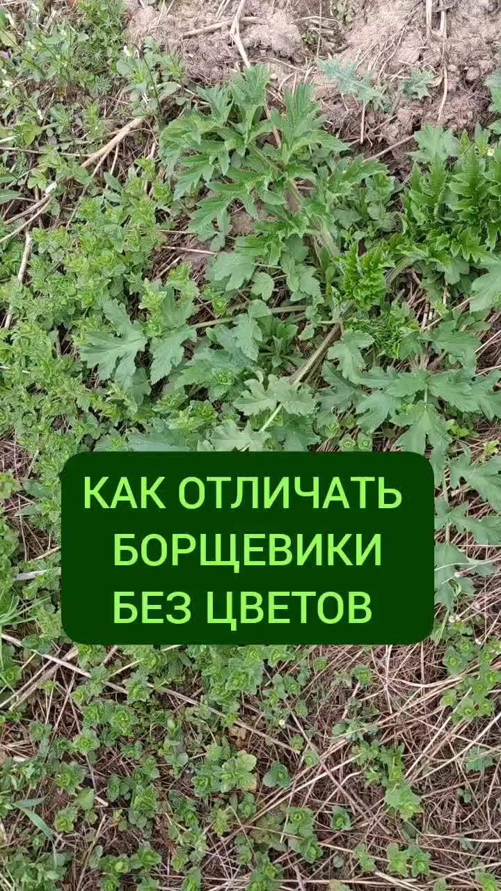 @Мария Попова