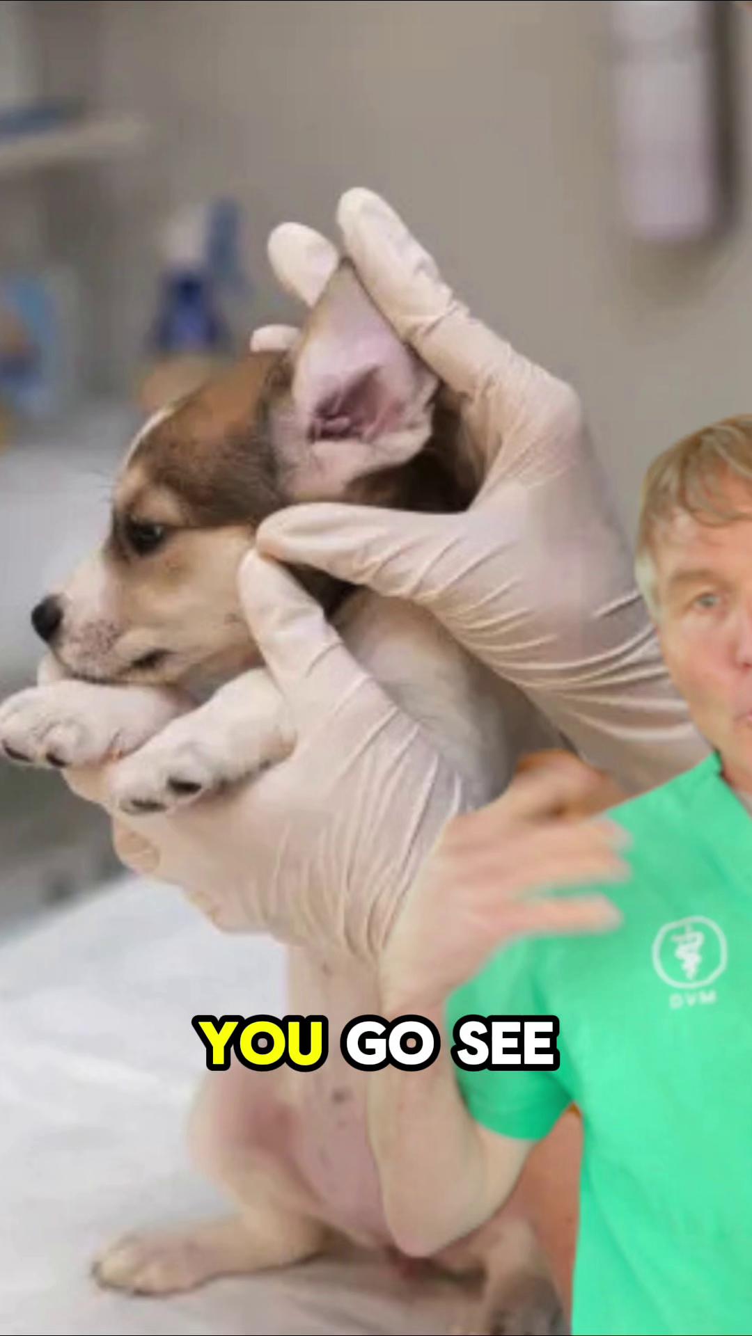 @Andrew Jones, DVM