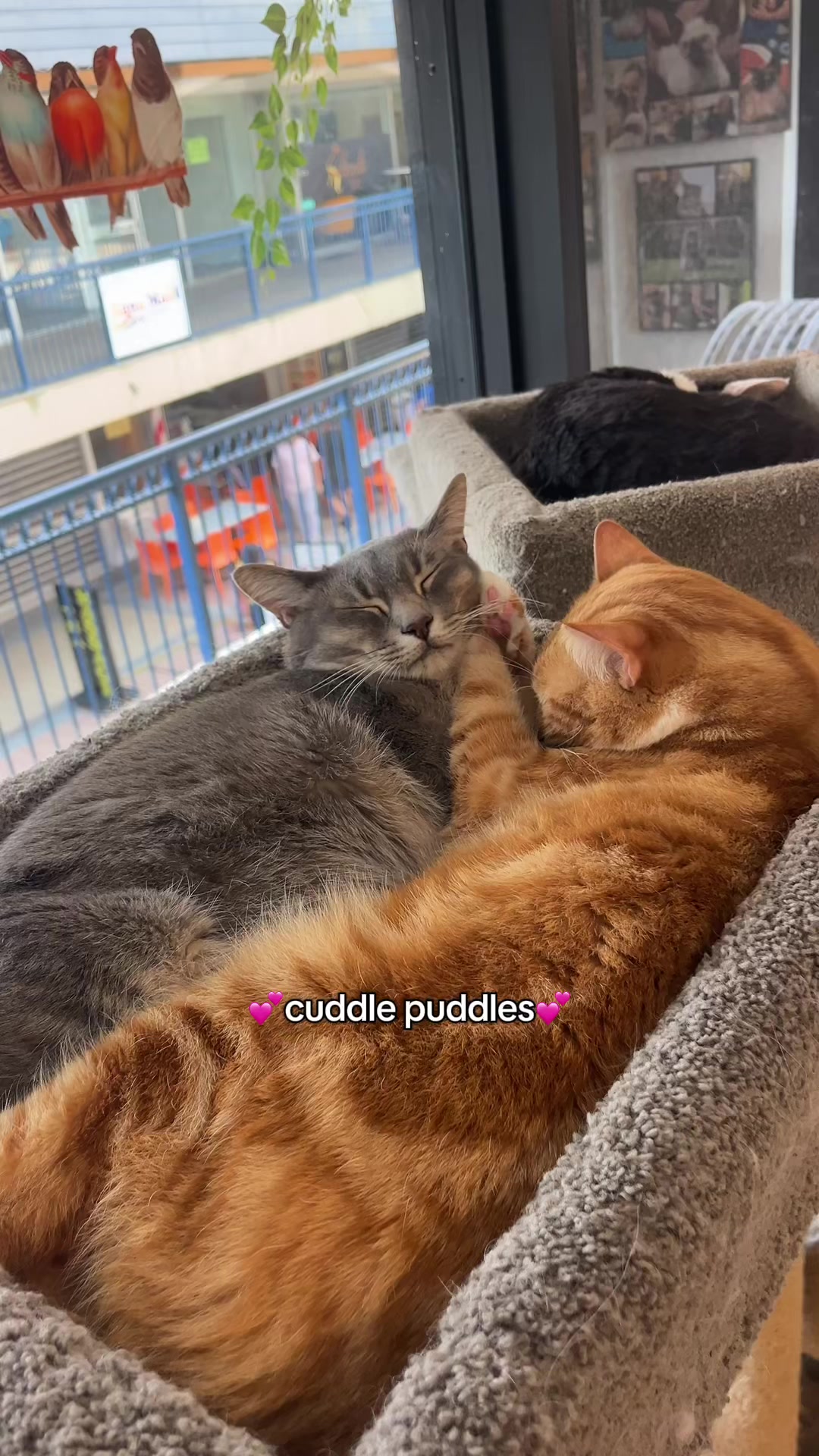 @crazycatcafe