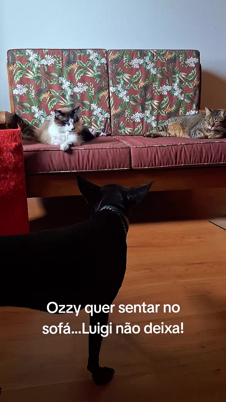 @MagdAmAnimais😾🐶🕊🐅🐍🐢🦜