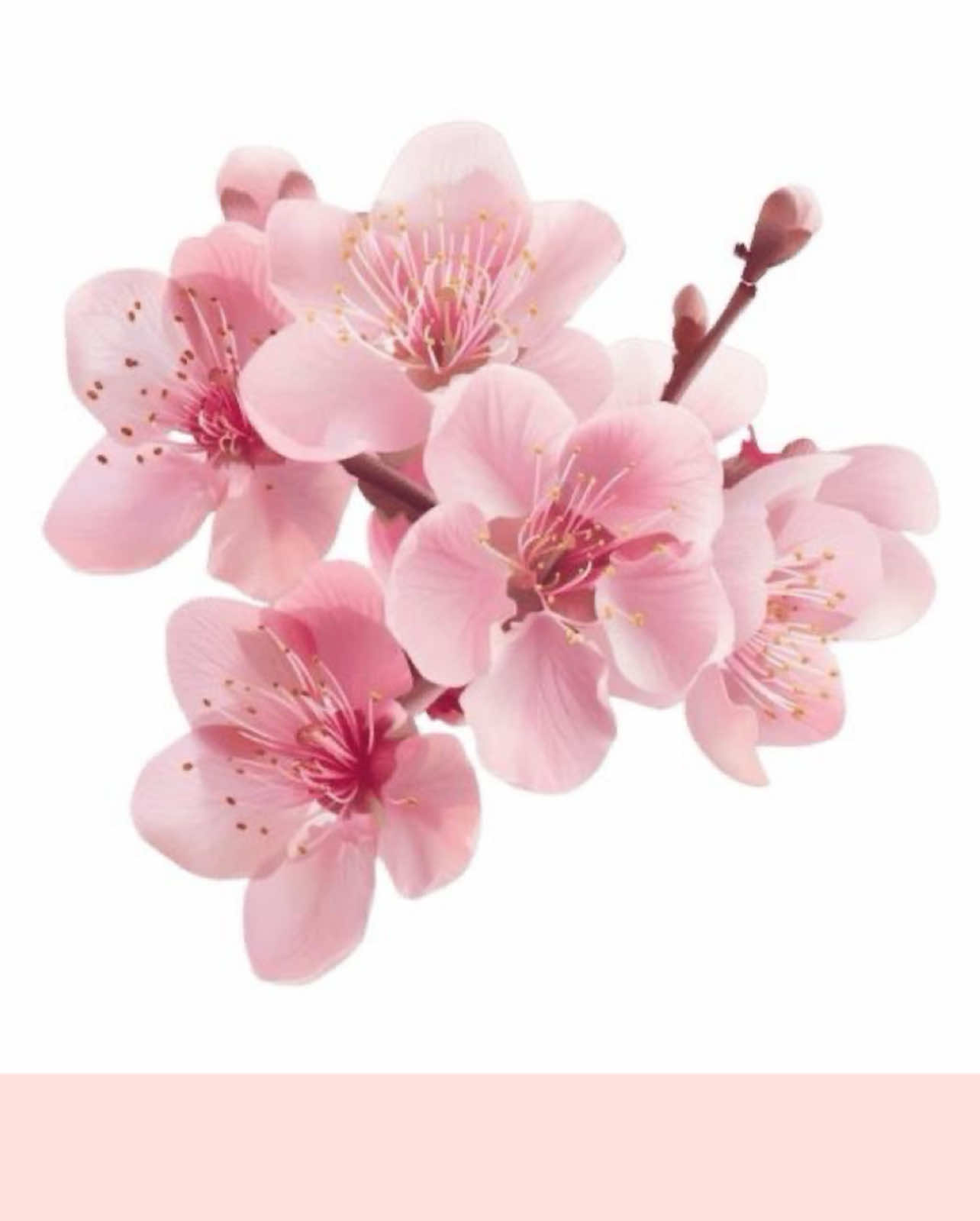 @⋆。˚꒰ঌ Bassie🧺🌷