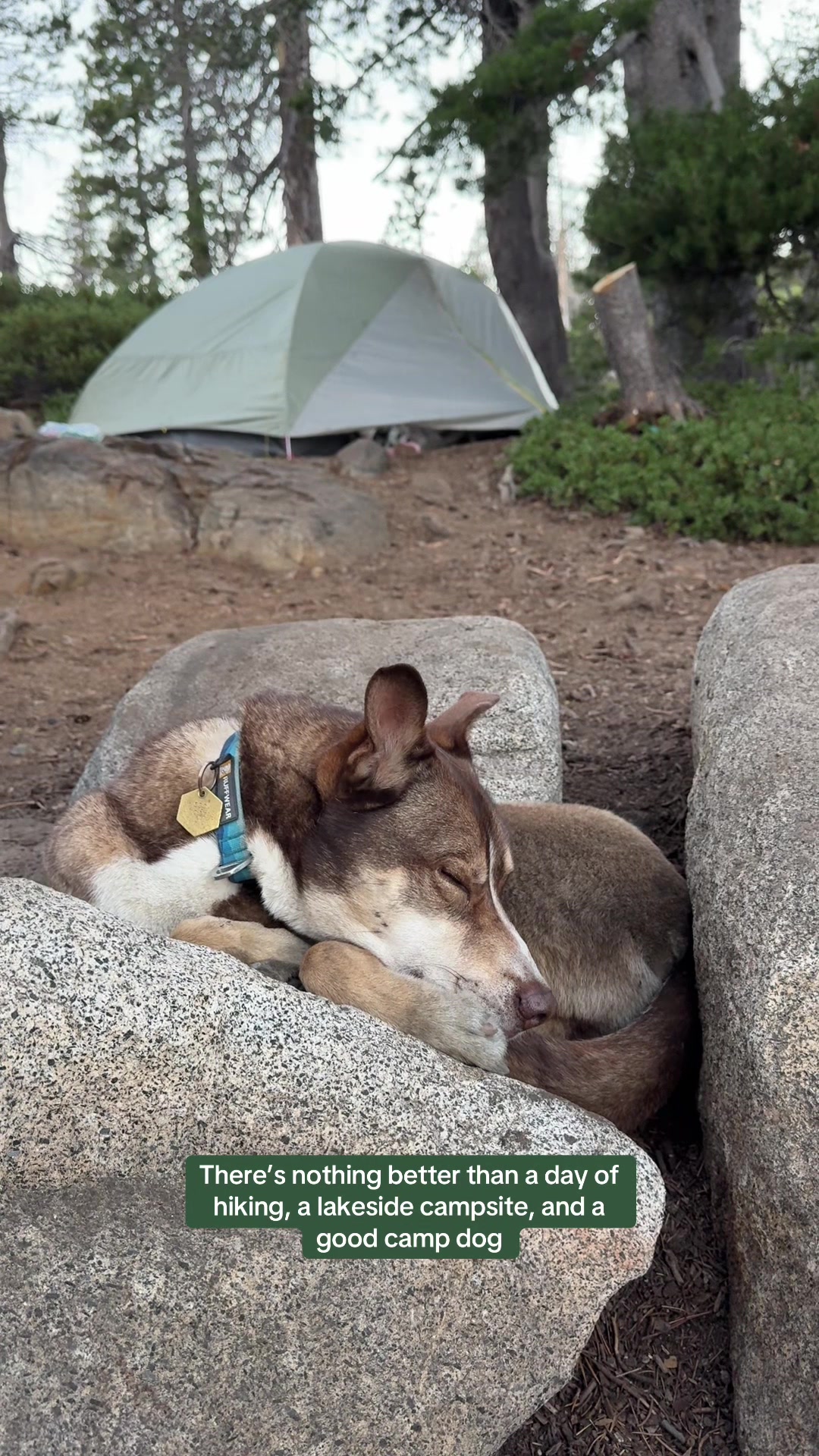 @slowdayzwithdogs
