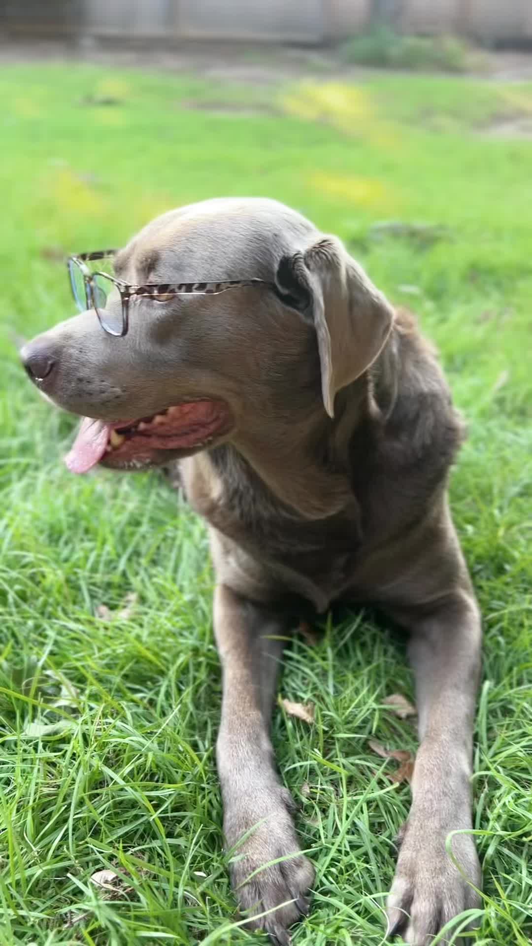 @Hank the Tank | Silver Lab 🩶