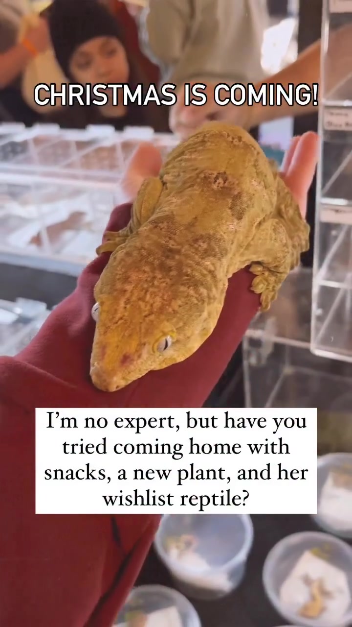 @ZA Reptiles
